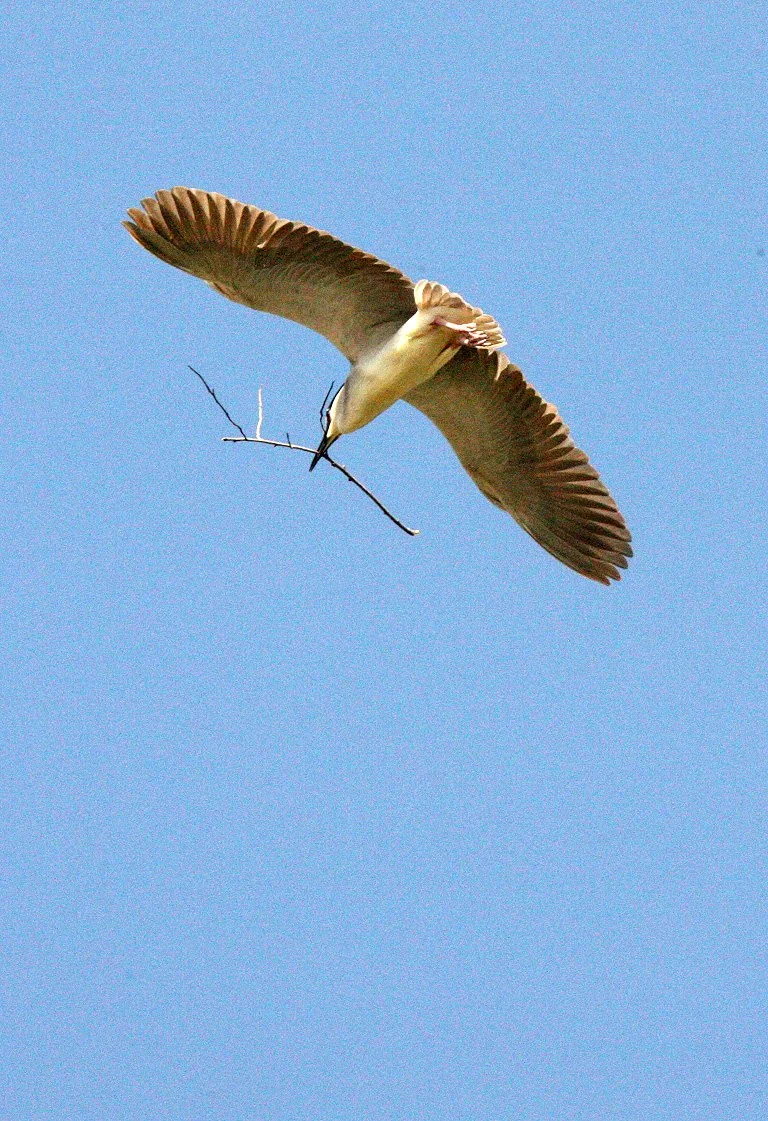 HERON - BLACK-CROWNED NIGHT HERON - Nycticorax nycticorax - LINDEN CENTER - XIZHOU VILLAGE YUNNAN CHINA (10).JPG