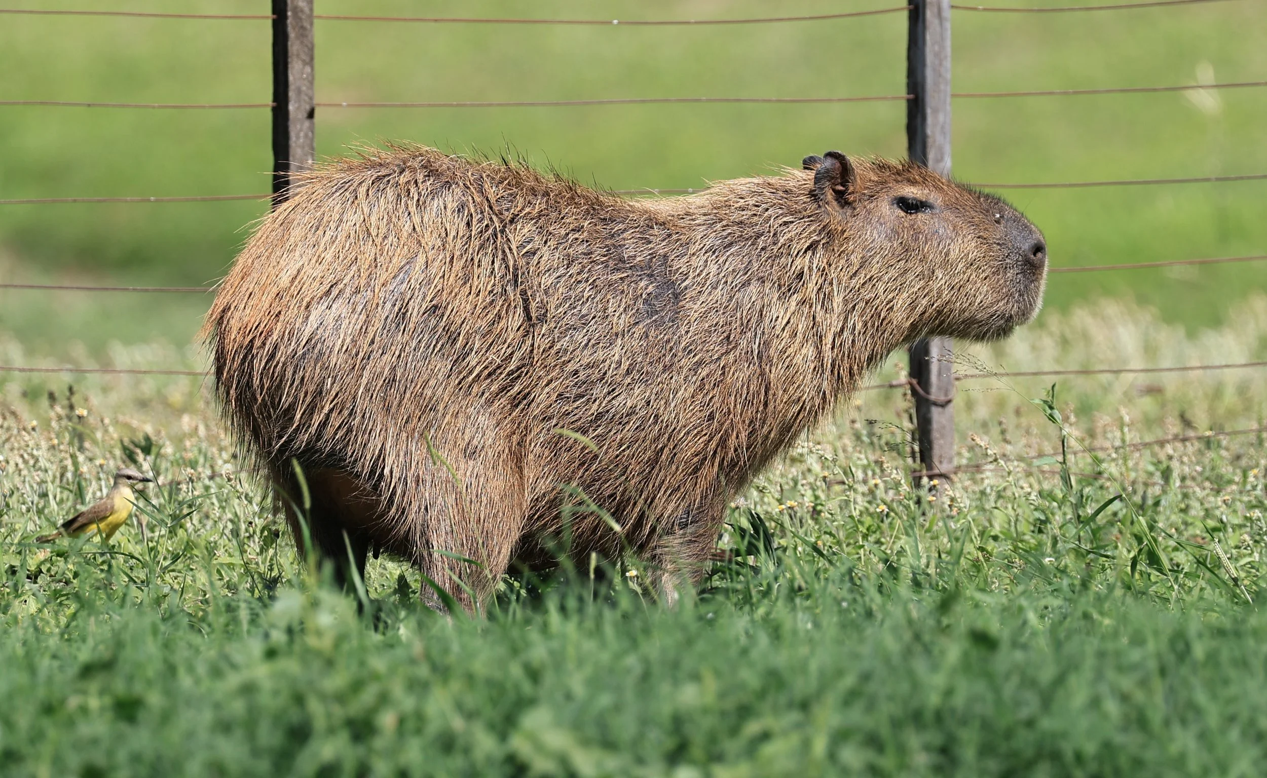 Capybara (Hydrochoerus hydrochaeris) Loma Plata Paraguay - Brunnen Strasse (42).jpg