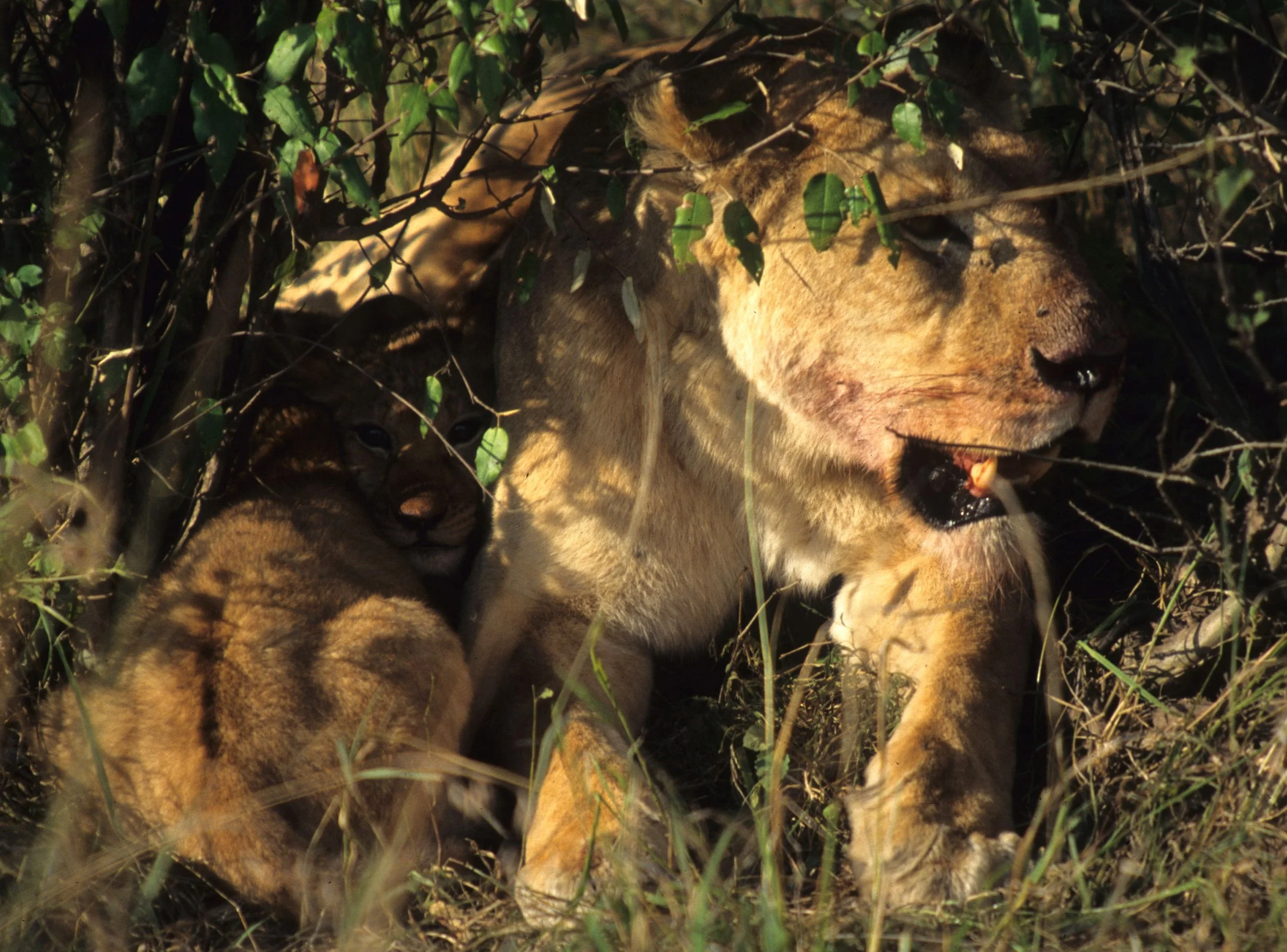 FELID - LION - SERENGETI (33).jpg