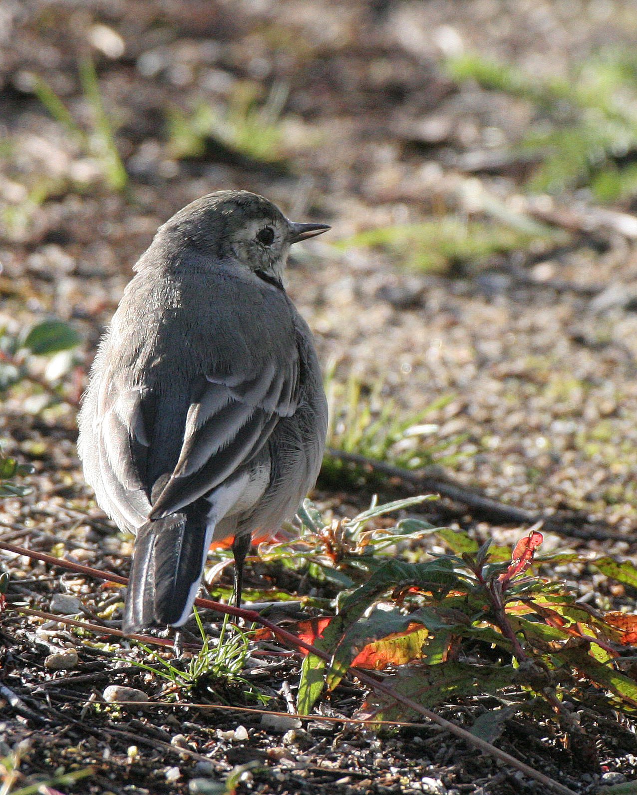 Pied Wagtail