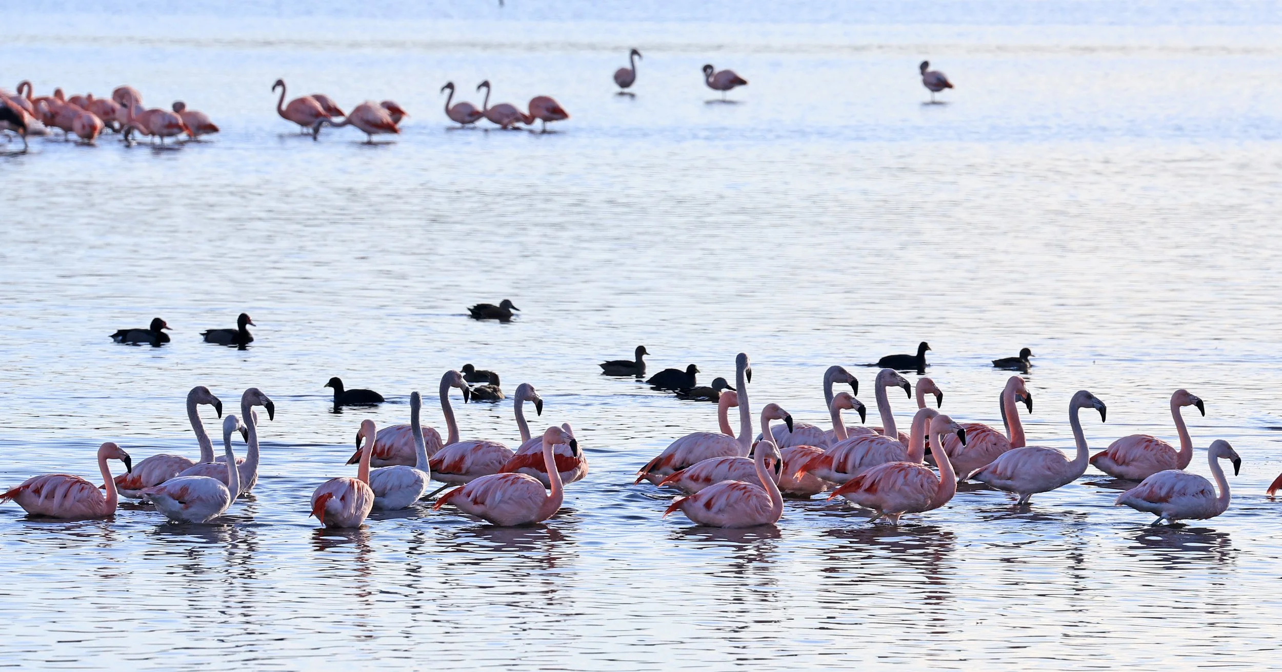 Chilean Flamingo (Phoenicopterus chilensis) Lagunas del Ornitólogo, Trelew Argentina (18).jpg