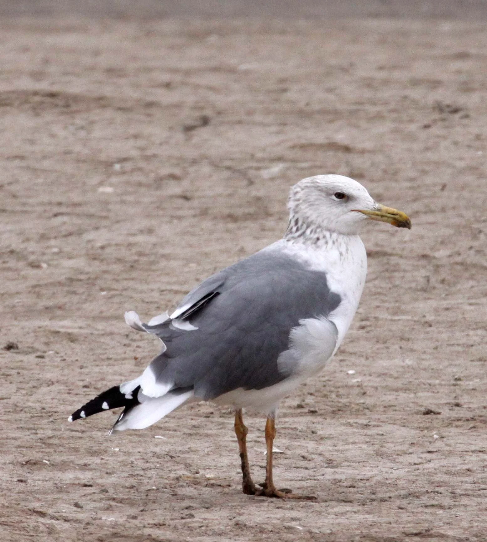 BIRD - GULL - HUEGLIN'S GULL- YANCHENG CHINA (4).JPG