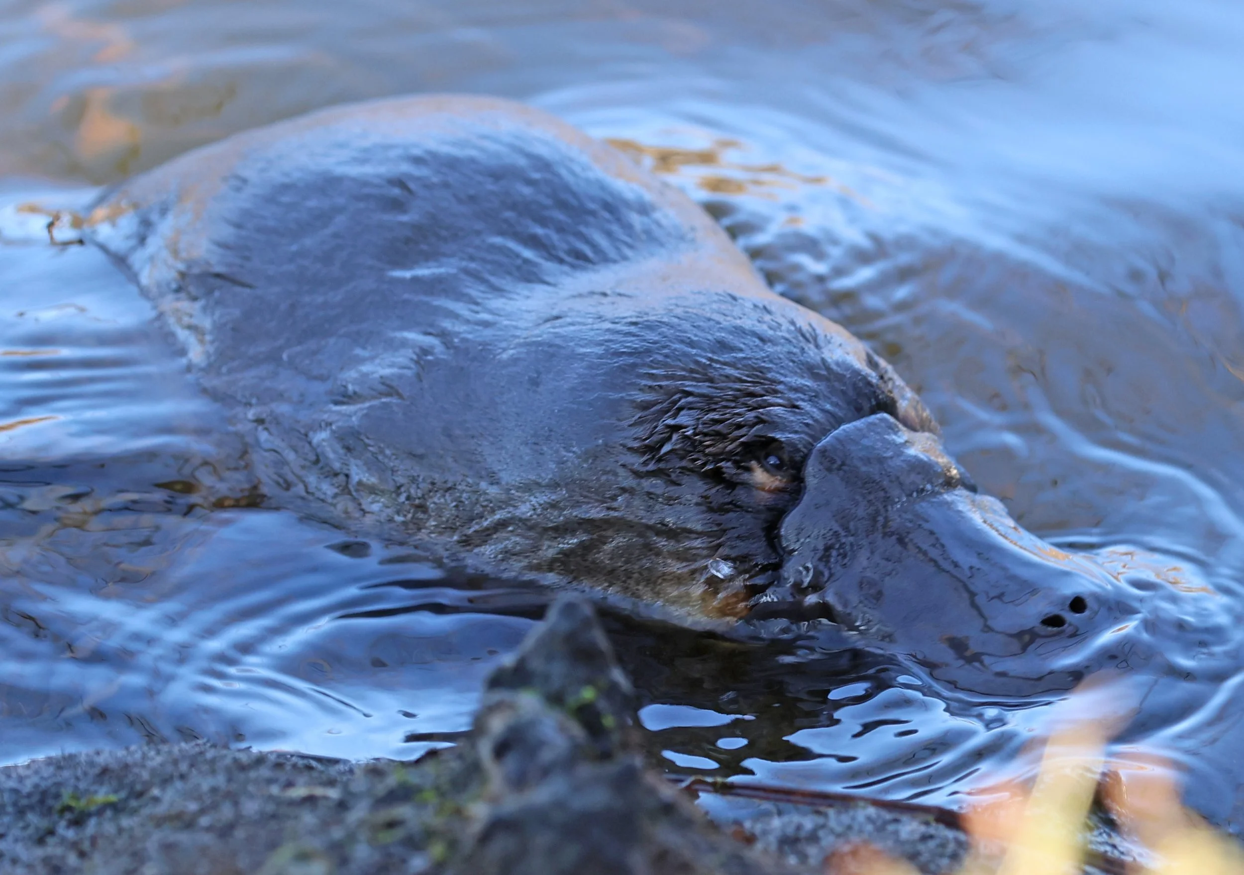 Platypus (Ornithorhynchus anatinus) Deloraine - Tasmania (145).jpg
