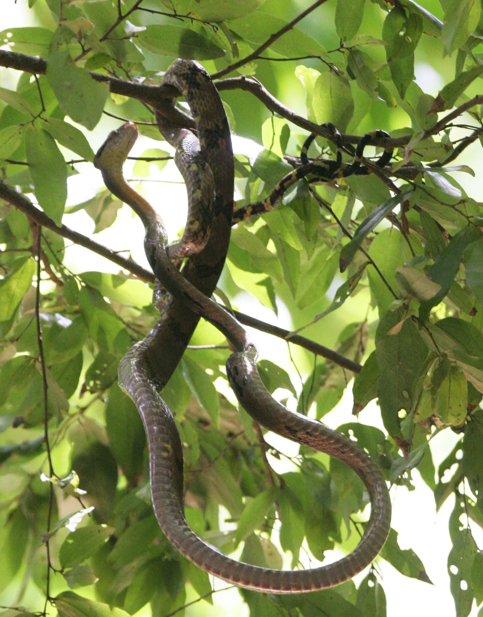 2016 Koh Lanta TheOtherSideVillas - Nature at our Home (141).JPG
