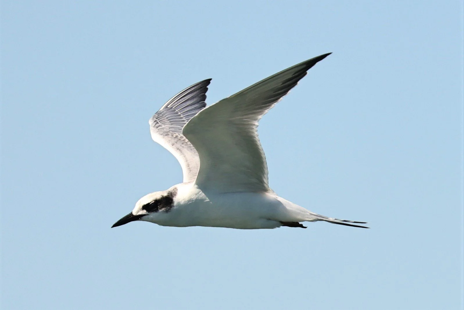 Sterna forsteri - FORSTER'S TERN - ELKHORN SLOUGH MOSS LANDING CALIFORNIA AUGUST 2022 (12).jpg