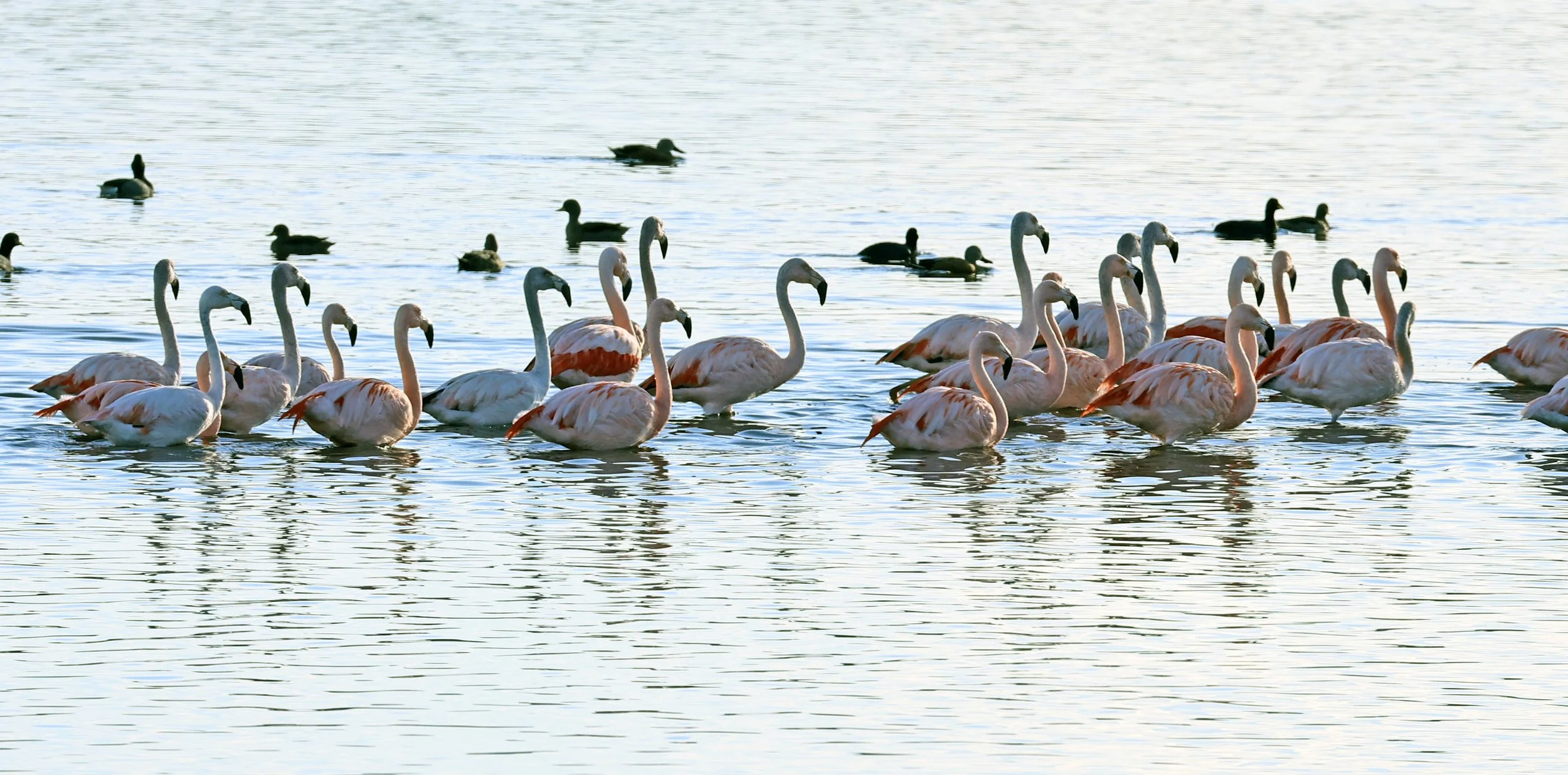 Chilean Flamingo (Phoenicopterus chilensis) Lagunas del Ornitólogo, Trelew Argentina (26).jpg