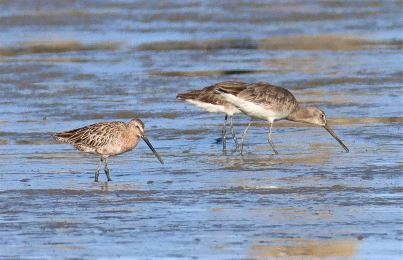 DOWITCHER - ASIAN DOWITCHER - Limnodromus semipalmatus - Mangrove Forest Research Center Samut Sakhon (5).jpg