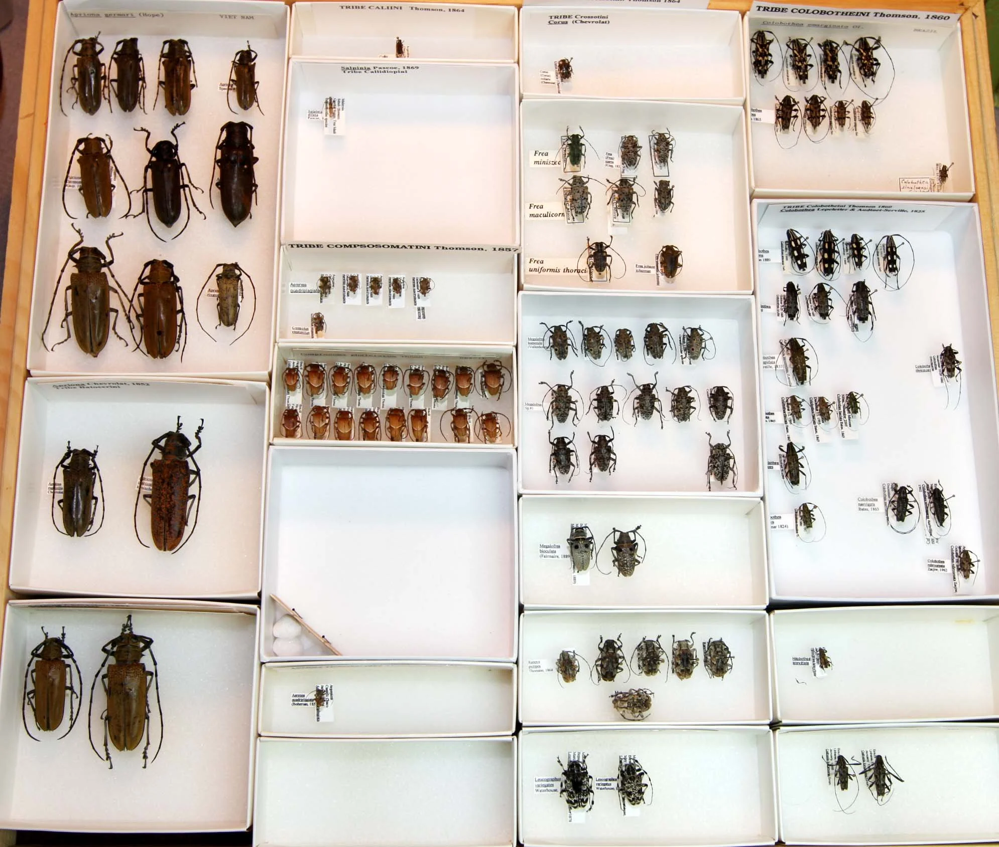 13 Lamiinae - Batocerini - Colobotheini.JPG