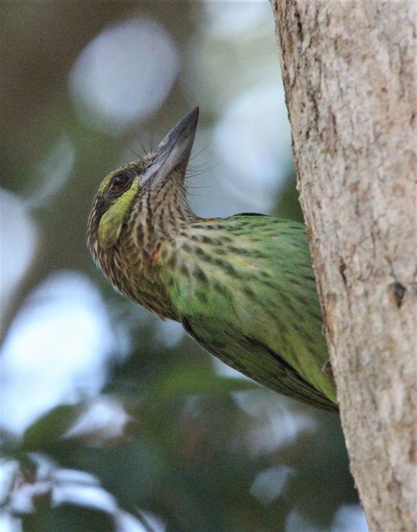 BARBET - GREEN-EARED BARBET - Megalaima faiostricta - KAENG KRACHAN NP A (2).jpg