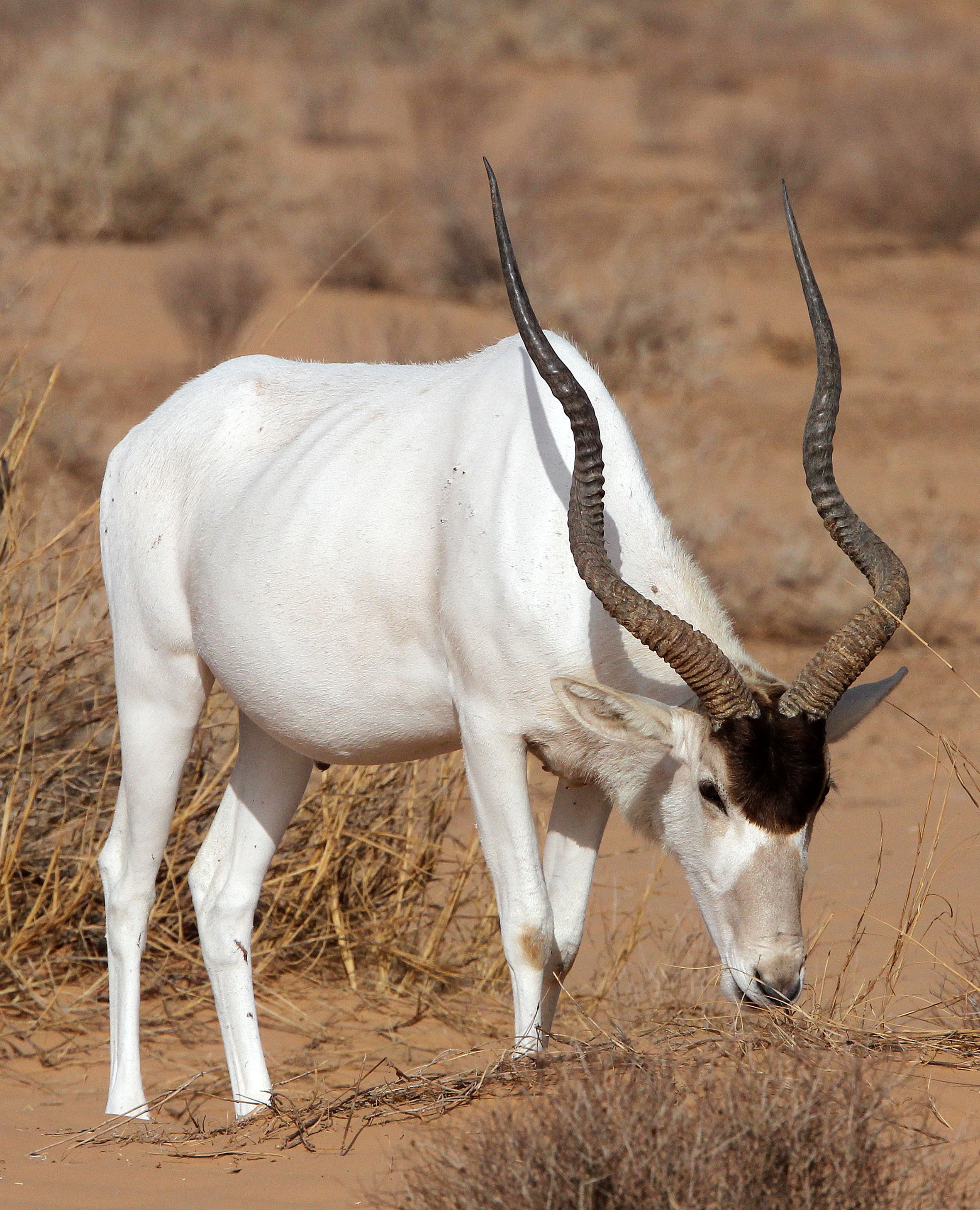 ADDAX - Addax nasomaculatus - JEBIL NATIONAL PARK TUNISIA (109).JPG