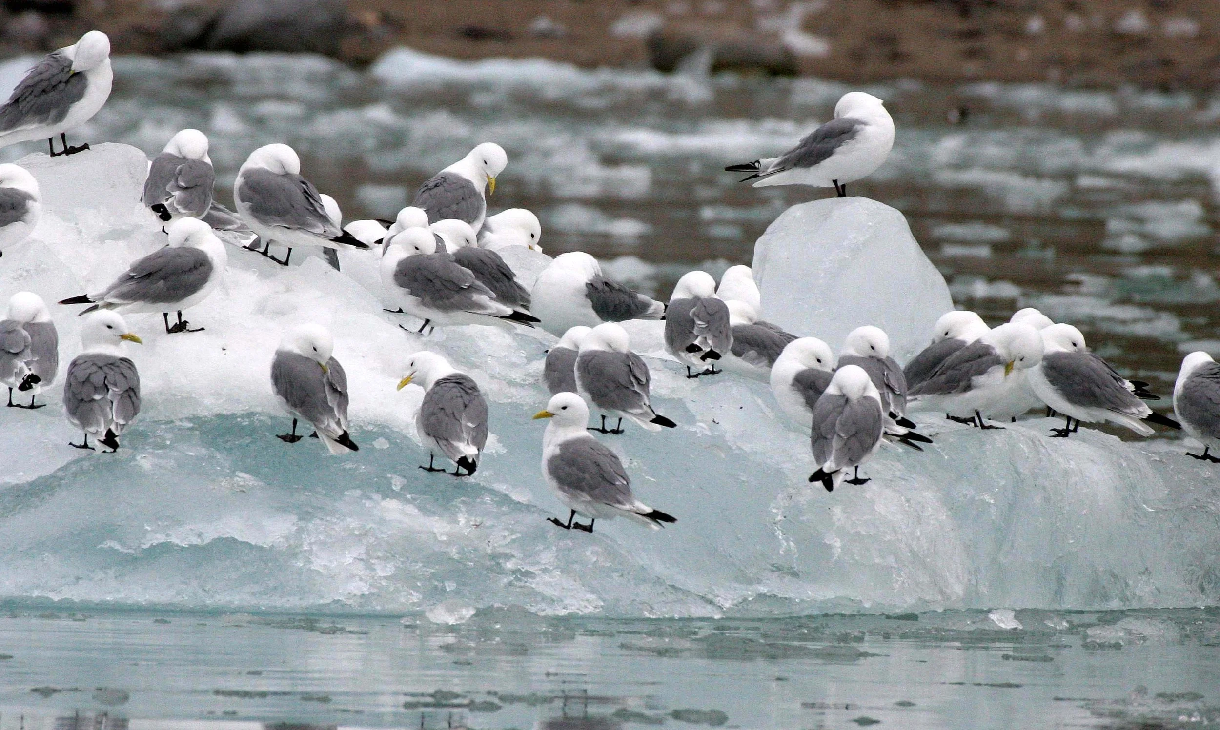 BIRD - KITTIWAKE - BLACK-LEGGED - SVALBARD (26).jpg