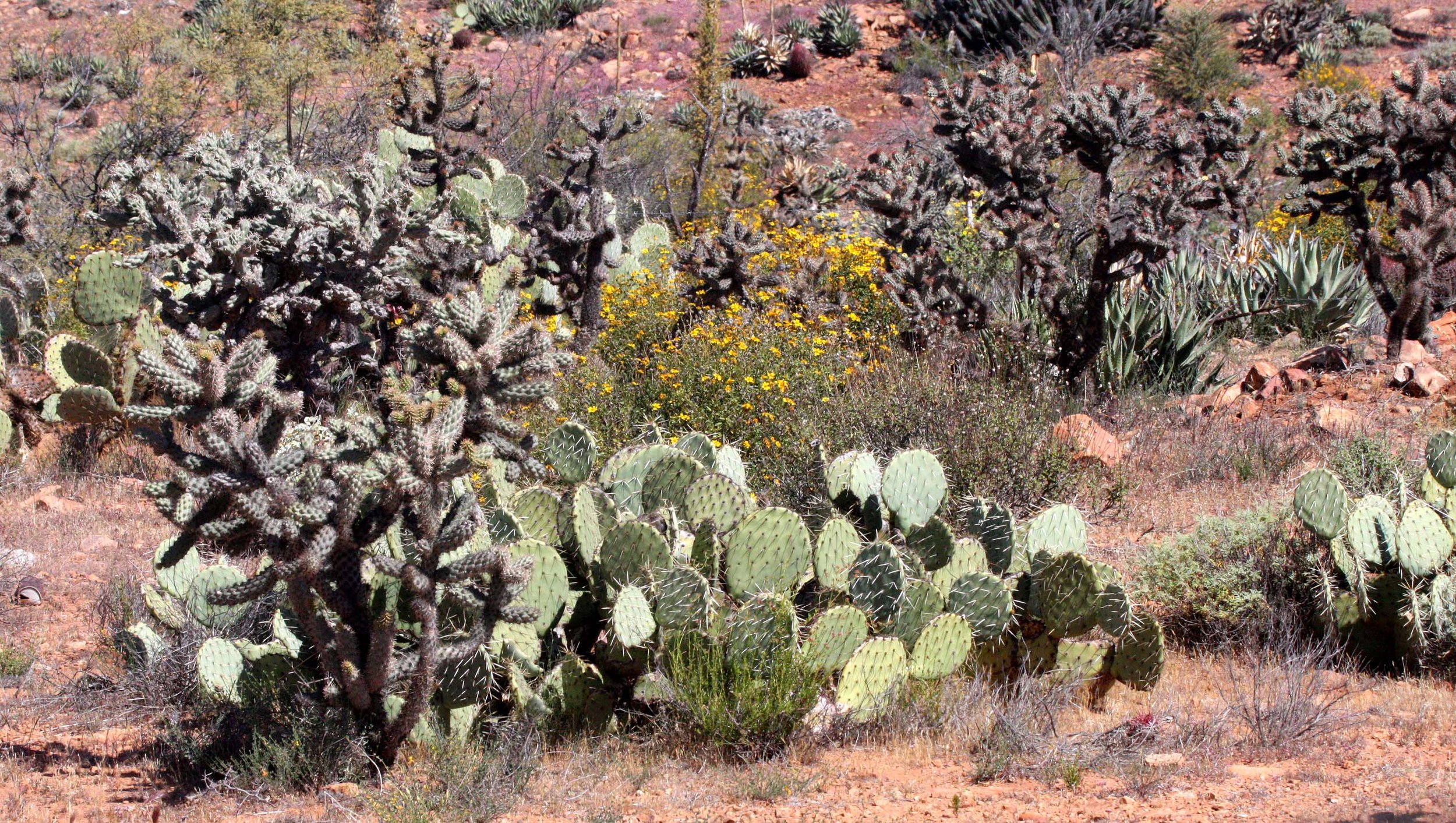 CACTACEAE - OPUNTIA COMMUNITY - CATAVINA DESERT BAJA MEXICO.JPG