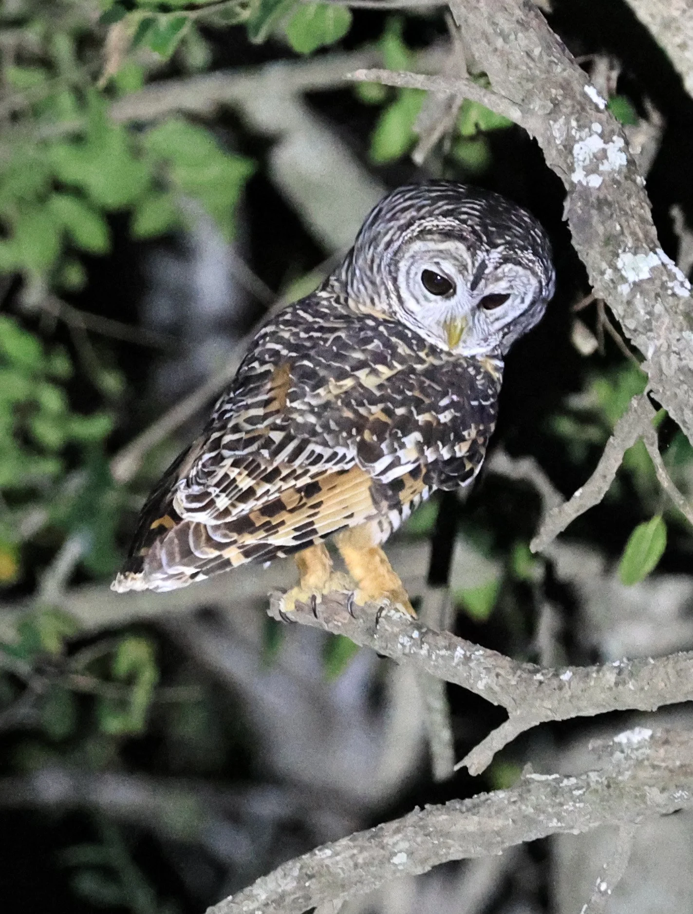 Chaco Owl (Strix chacoensis) Estancia Campo'í Paraguay (70).jpg