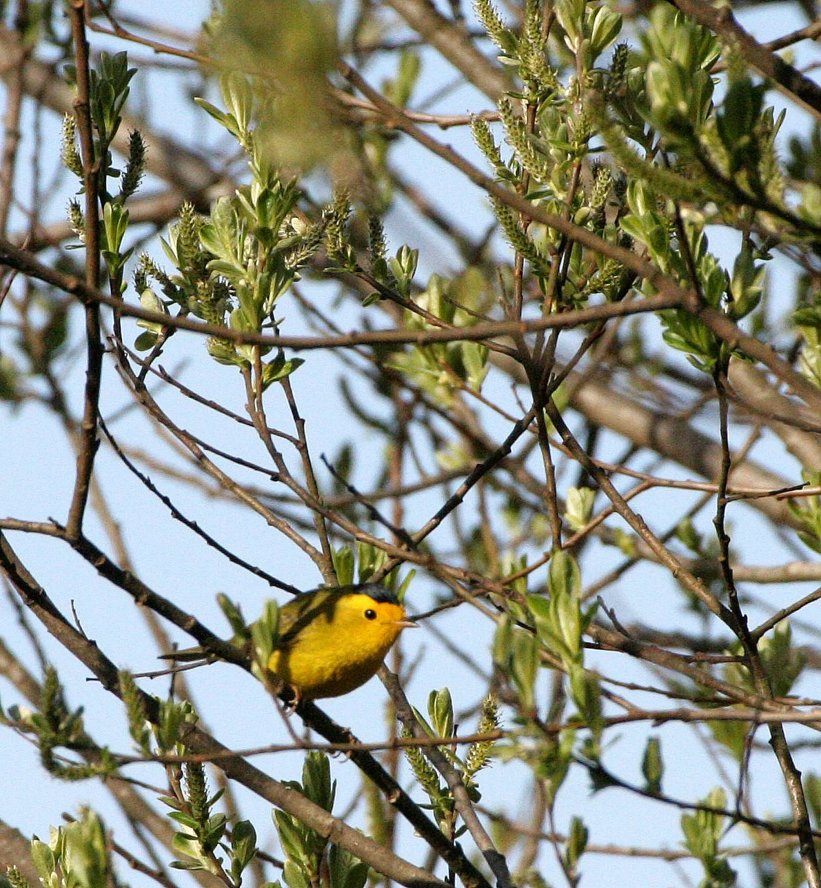BIRD - WARBLER - WILSON'S WARBLER - LAKE FARM WOODS WA (4).JPG
