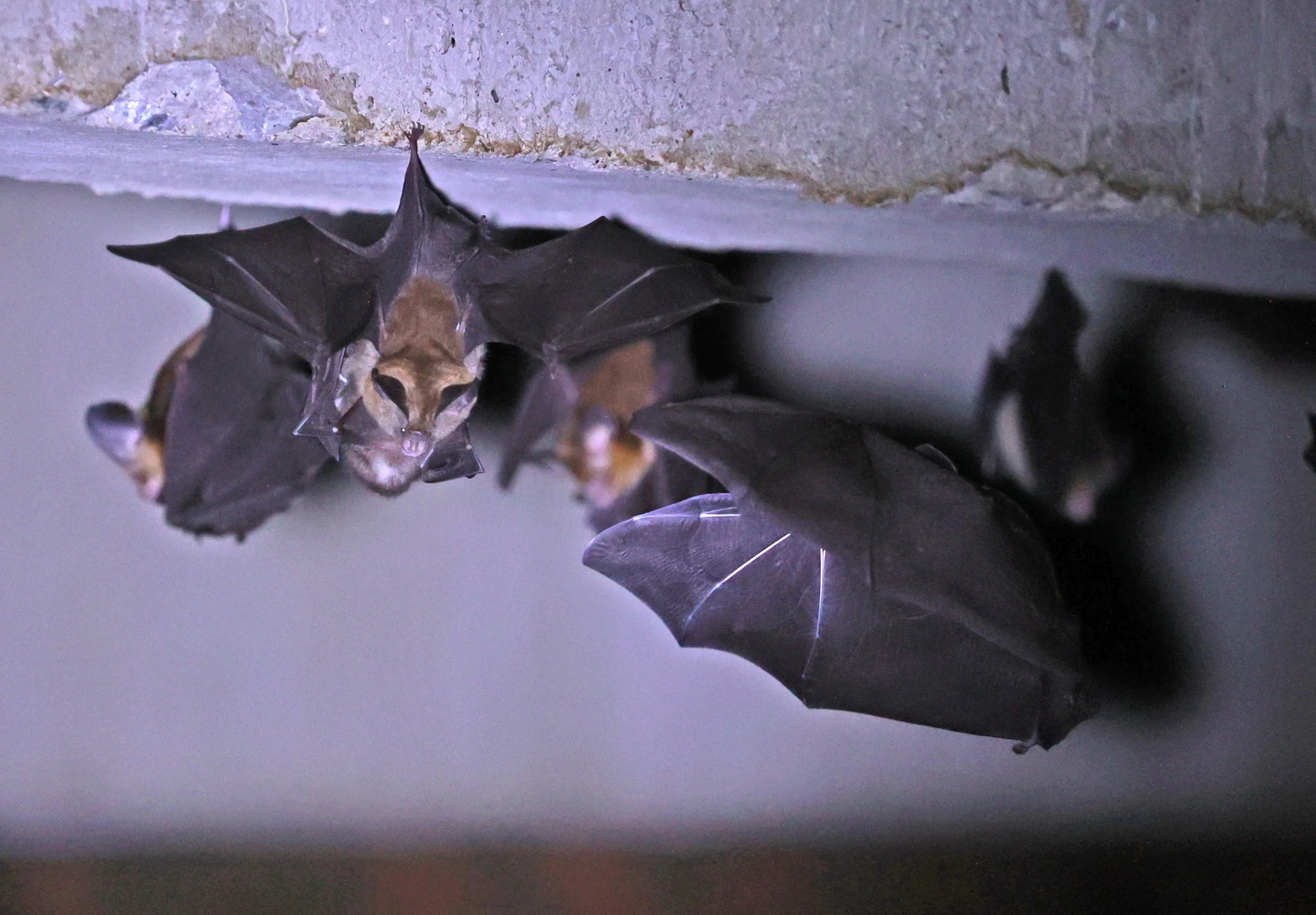 Hipposideros gentilis 