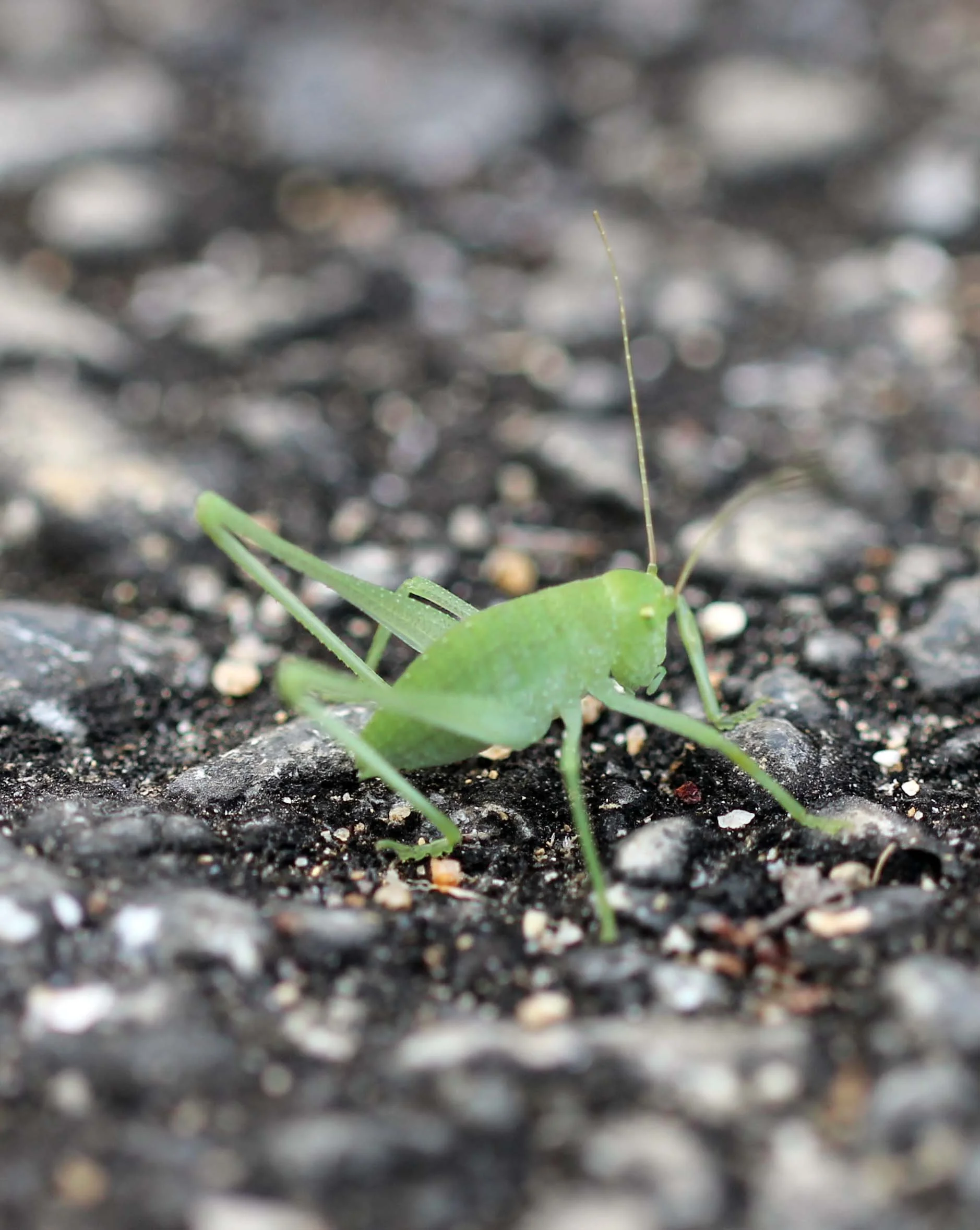 Tettigoniidae - Species 11 - Thailand