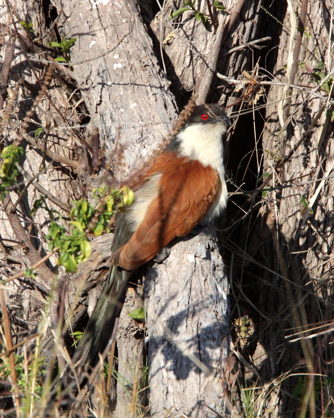 Coppery-tailed Coucal (Centropus cupreicaudis) Khwai Camp Okavango Botswana (6).JPG