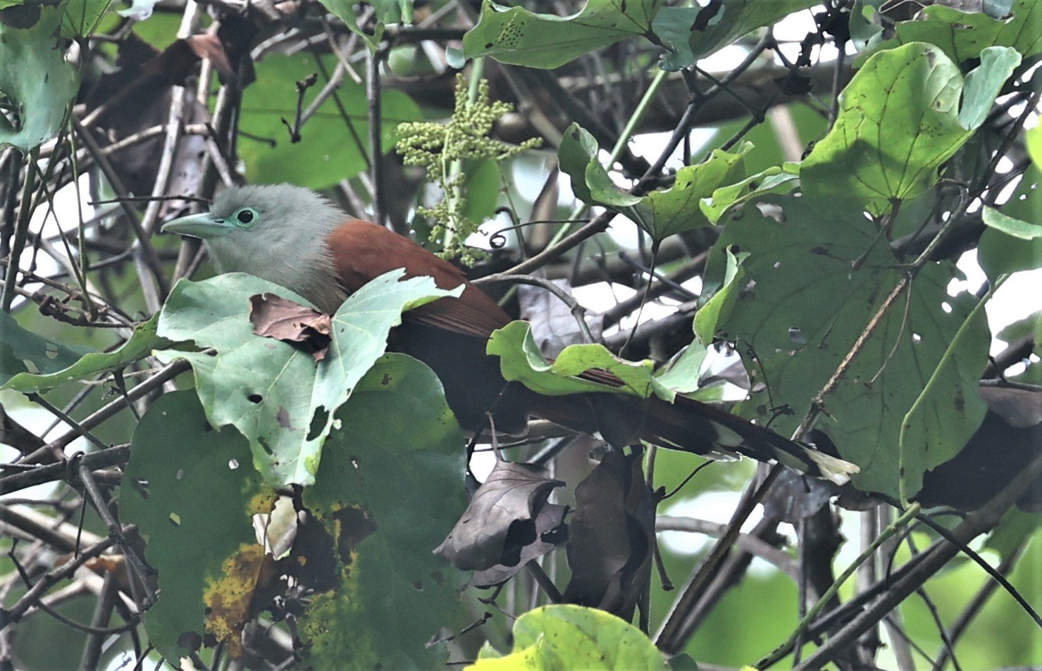 Raffle's Malkoha (Rhinortha chlorophaea) Krung Ching Khao Luang NP Thailand (2).jpg