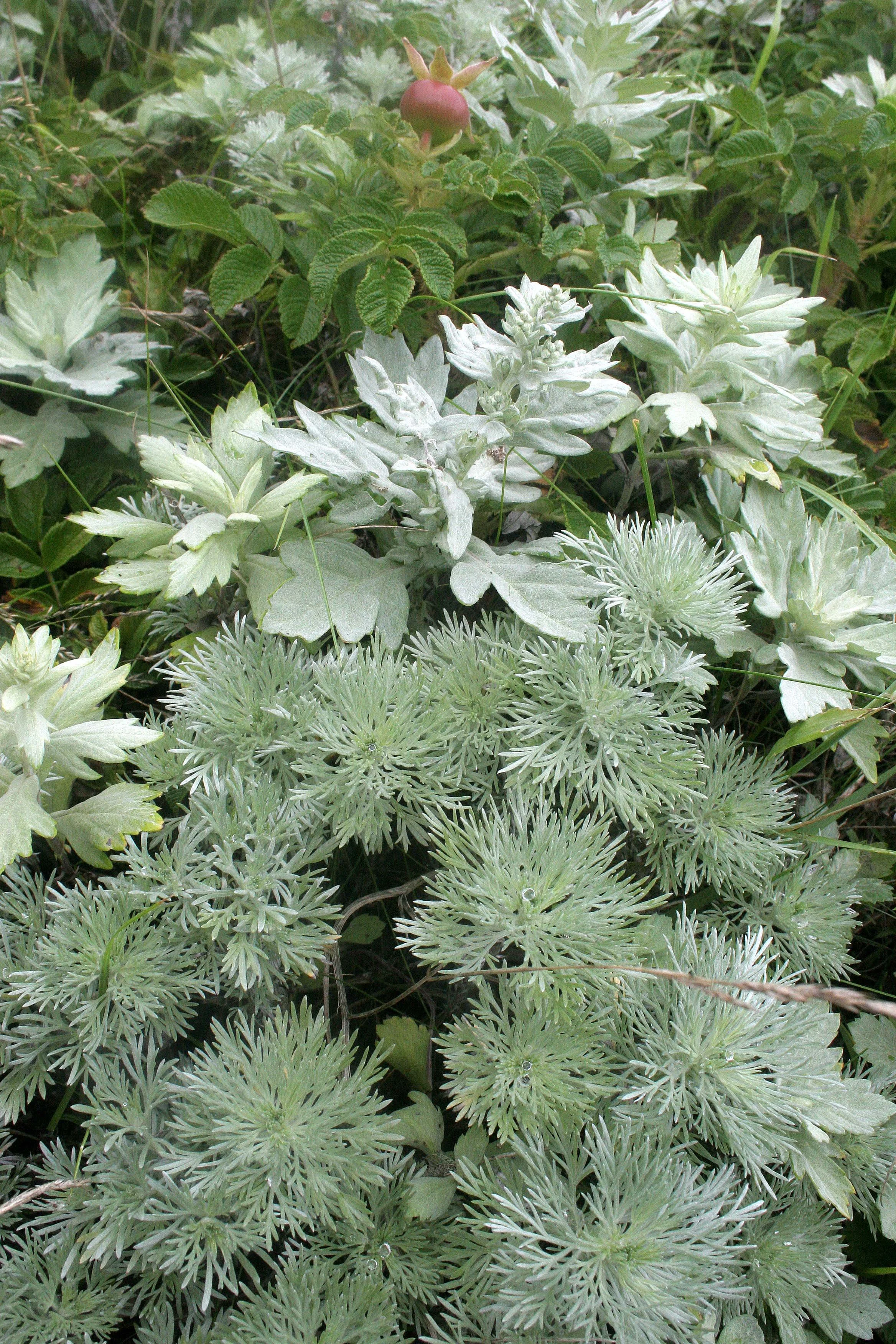 KURIL ISLANDS - FLORA  (74).jpg