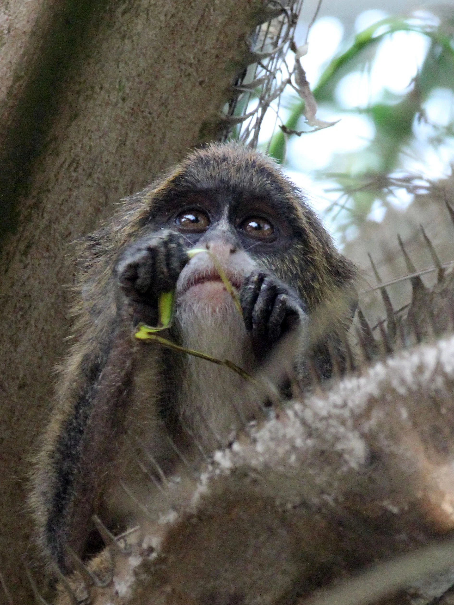 CERCOPITHECIDAE - Cercopithecus neglectus - DE BRAZZA'S MONKEY - BAYANGA VILLAGE -DZANGA NDOKI NATIONAL PARK CENTRAL AFRICAN REPUBLIC (36).JPG