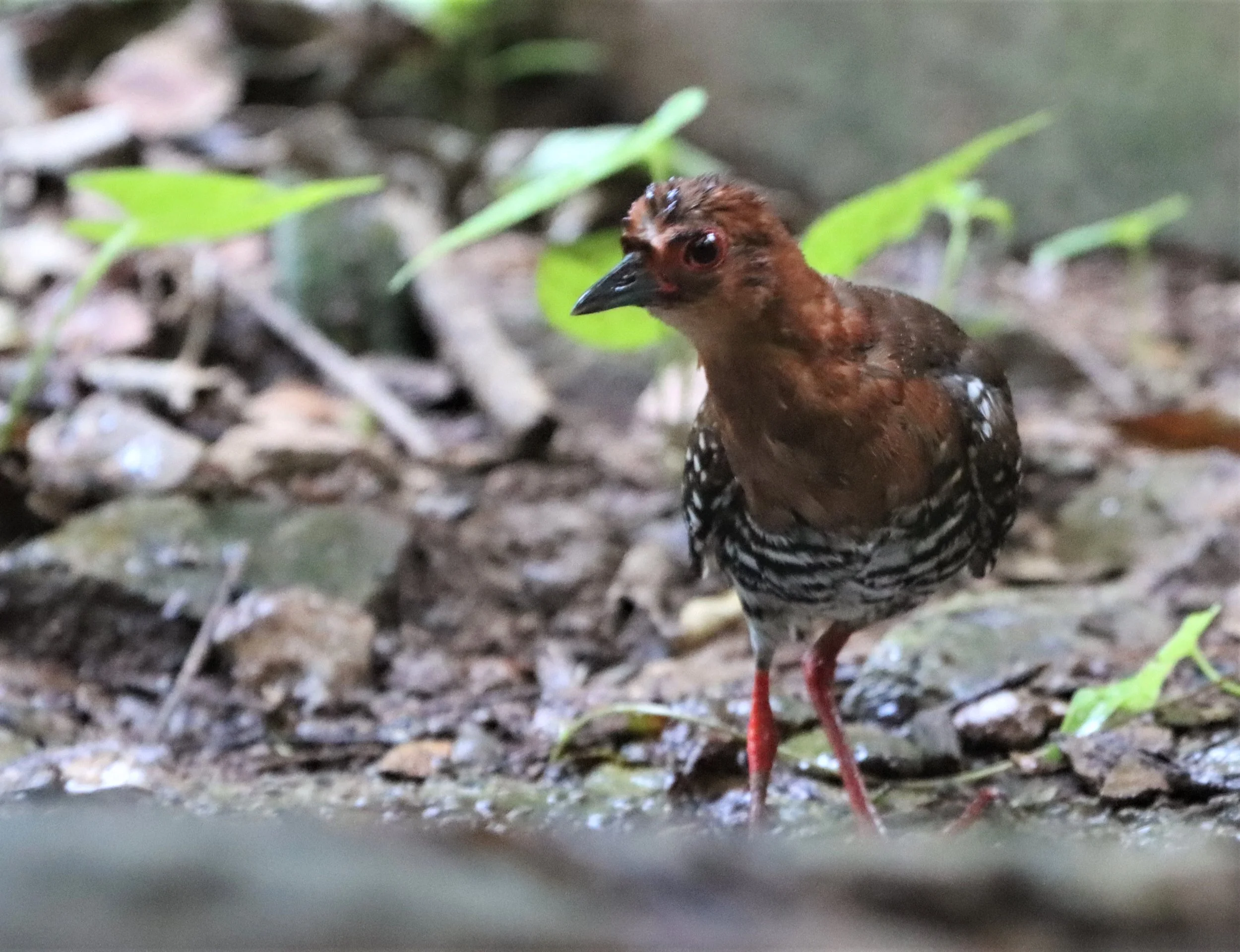 Red-legged Crake (Rallina fasciata) Neung Hide nr Kaeng Krachan NP Thailand (54).jpg