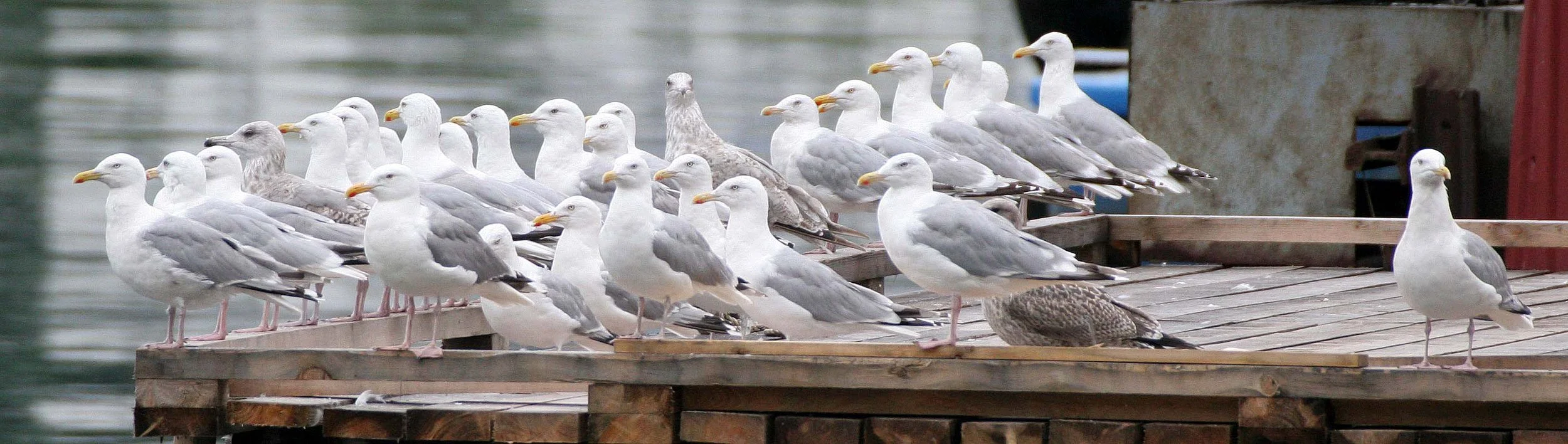 BIRD - GULL - HERRING - NORWAY FJORDS (2).jpg