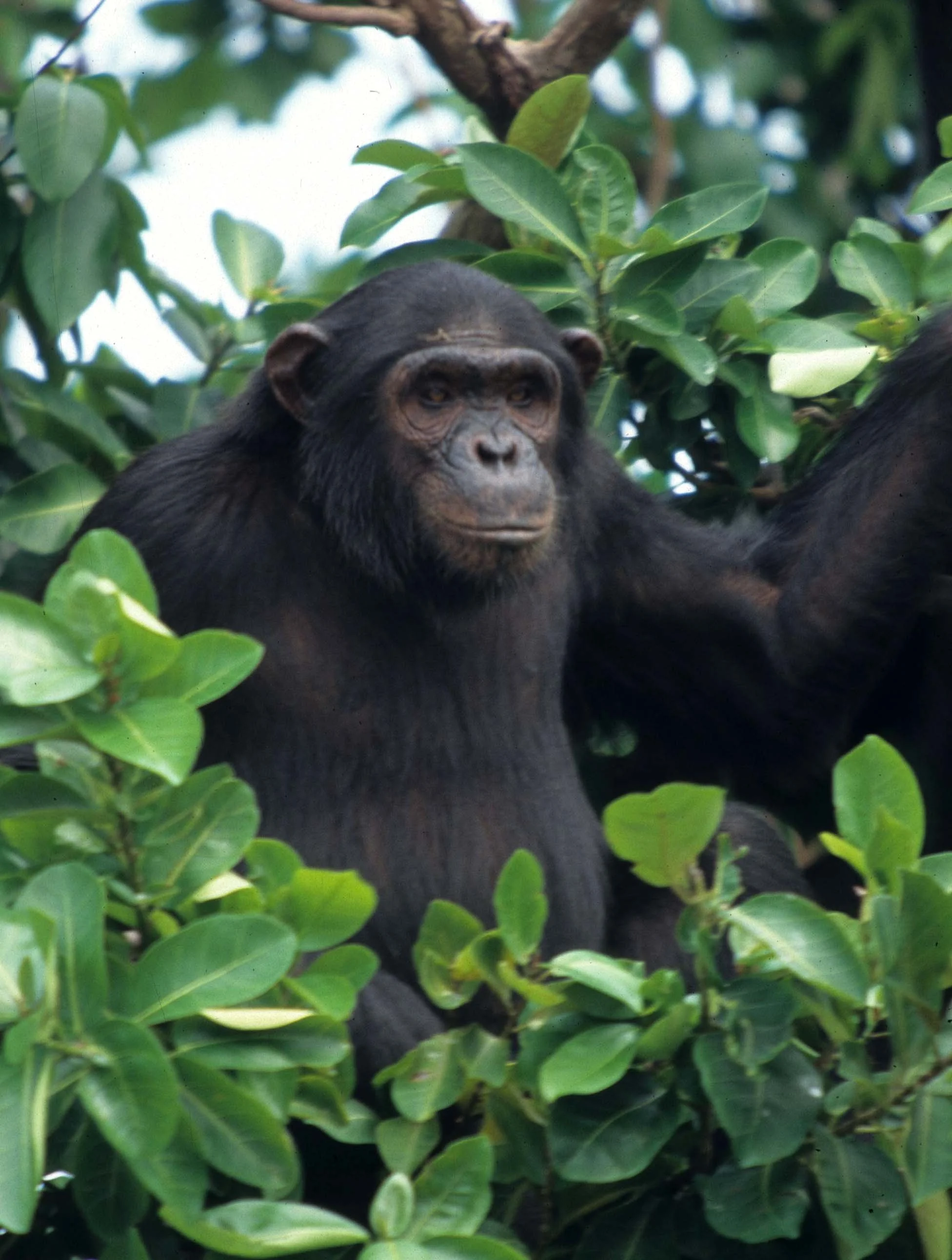 PRIMATE - CHIMP - UGANDA 13.jpg