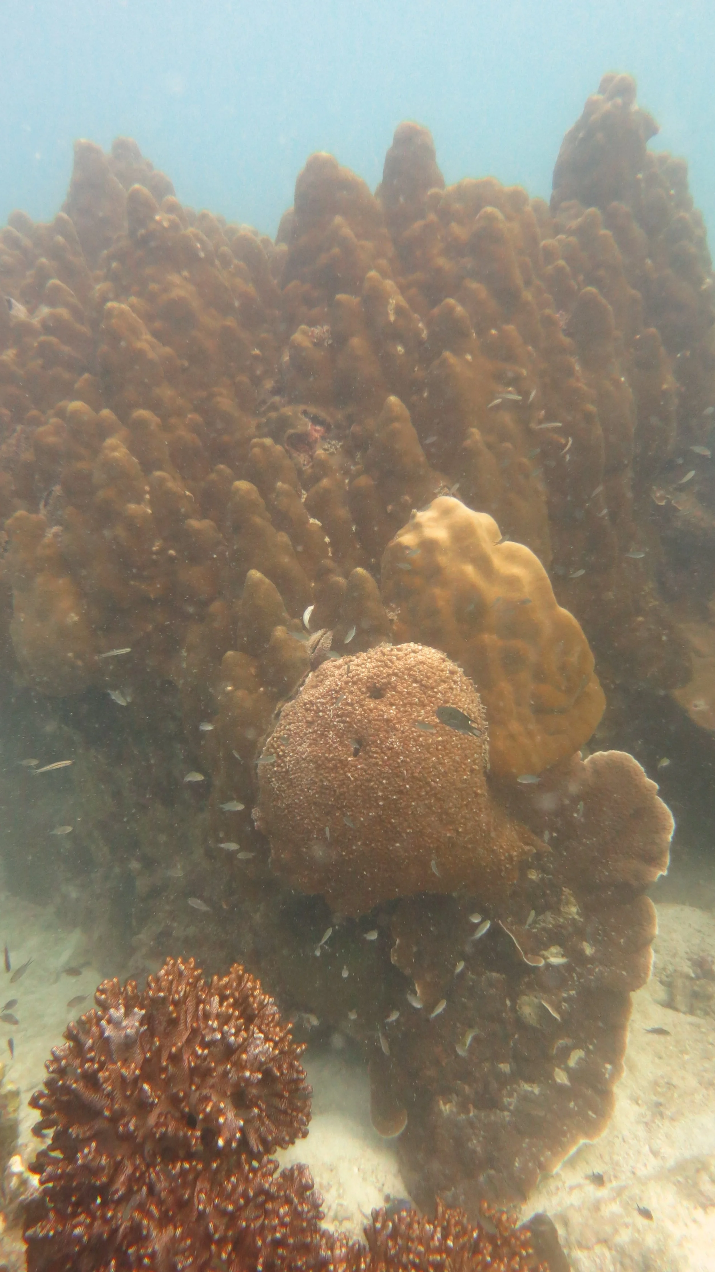 2016 BPS Satthahip Dive Trip with Marine Conservation Club (38).JPG