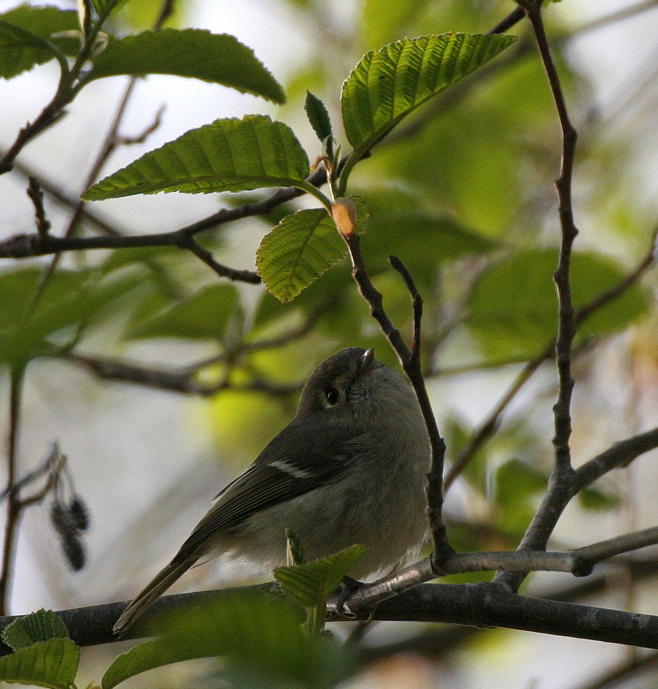 Hutton's Vireo (Vireo huttoni) Lake Farm Olympic Peninsula Washington (39).JPG