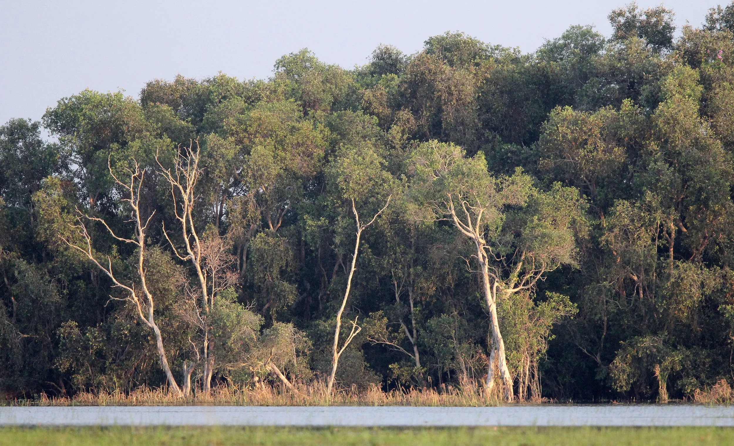 2018 Thale Noi Bird Sanctuary Patthalung (30).JPG