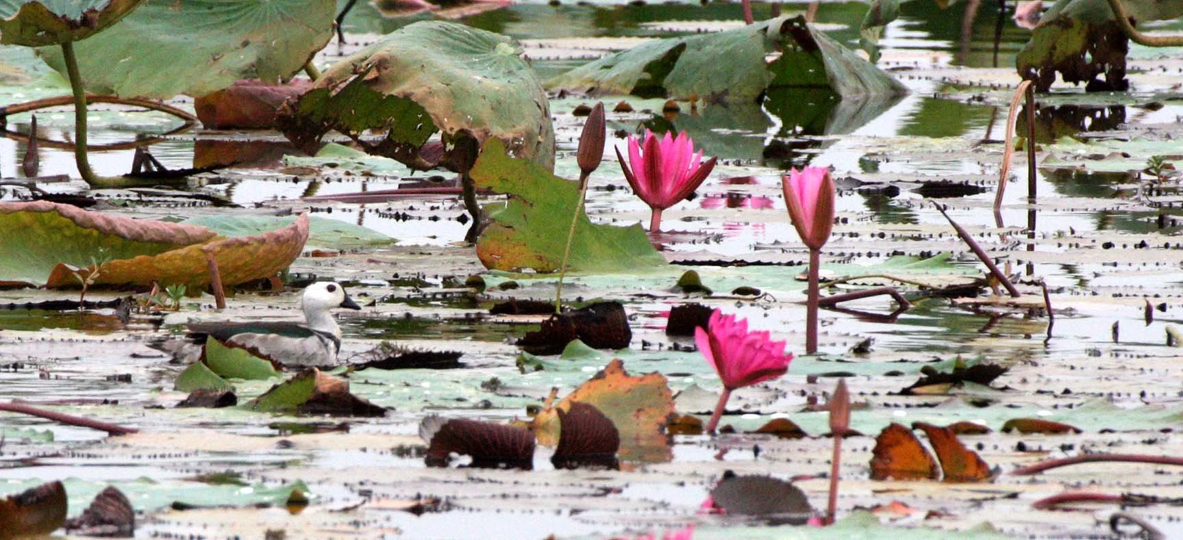 PYGMY GOOSE - COTTON PYGMY GOOSE - Nettapus coromandelianus - BUENG BORAPHET THAILAND (84).JPG