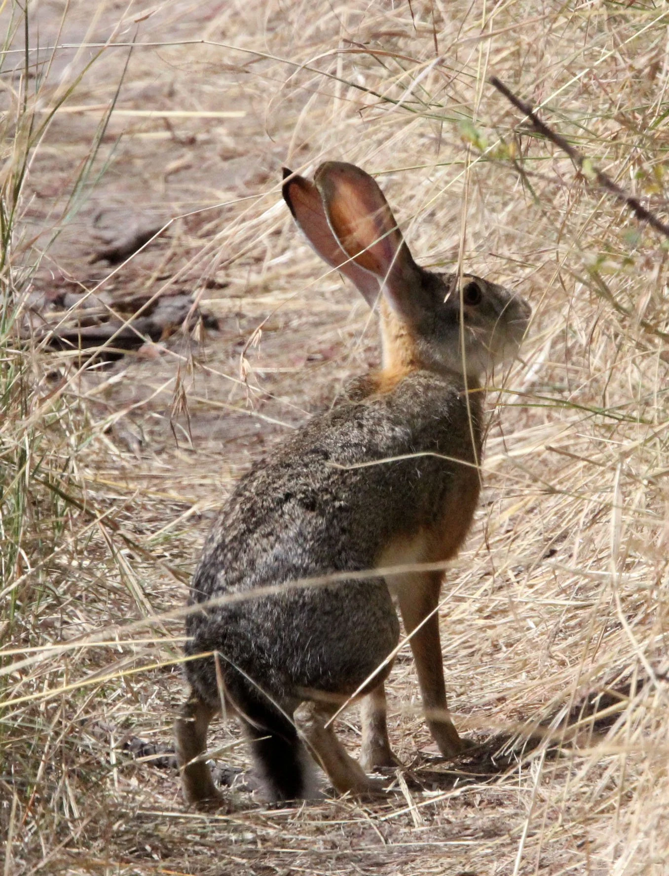 Genus Lepus Rabbits & Hares — Coke Smith Wildlife