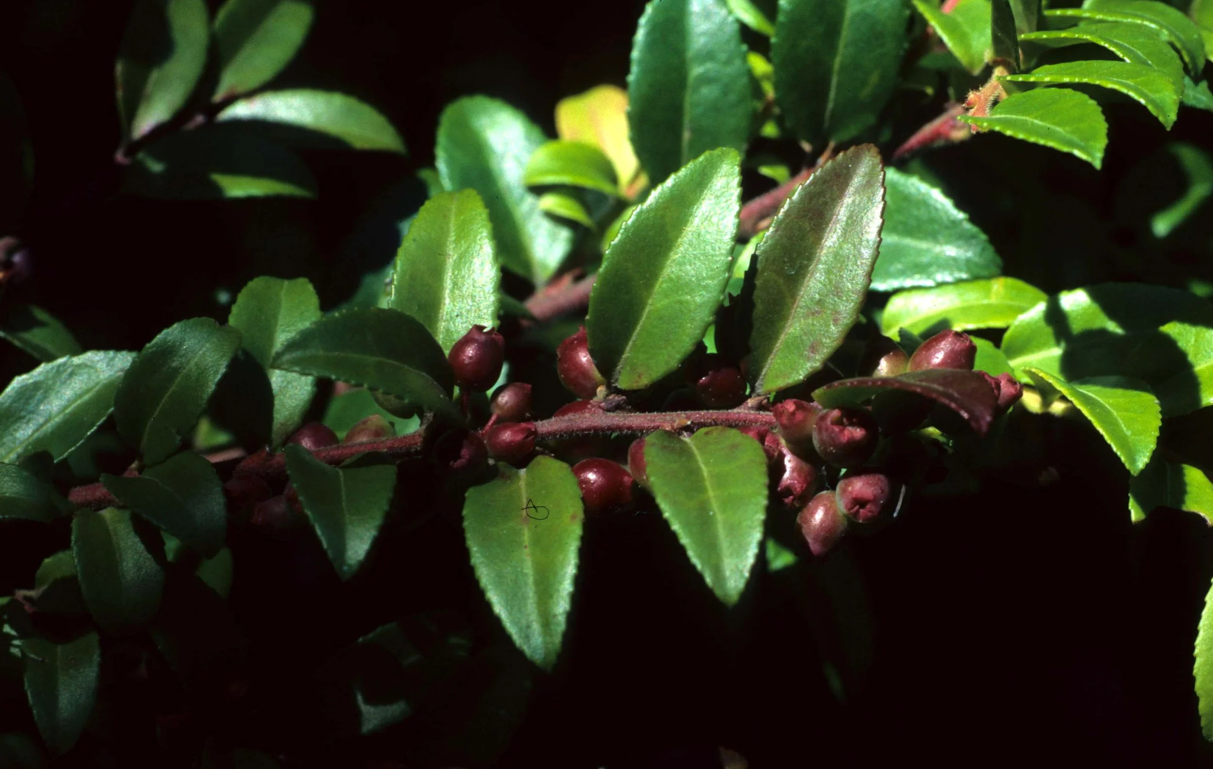 CALIFORNIA - REDWOODS NP - VACCINIUM SPECIES.jpg