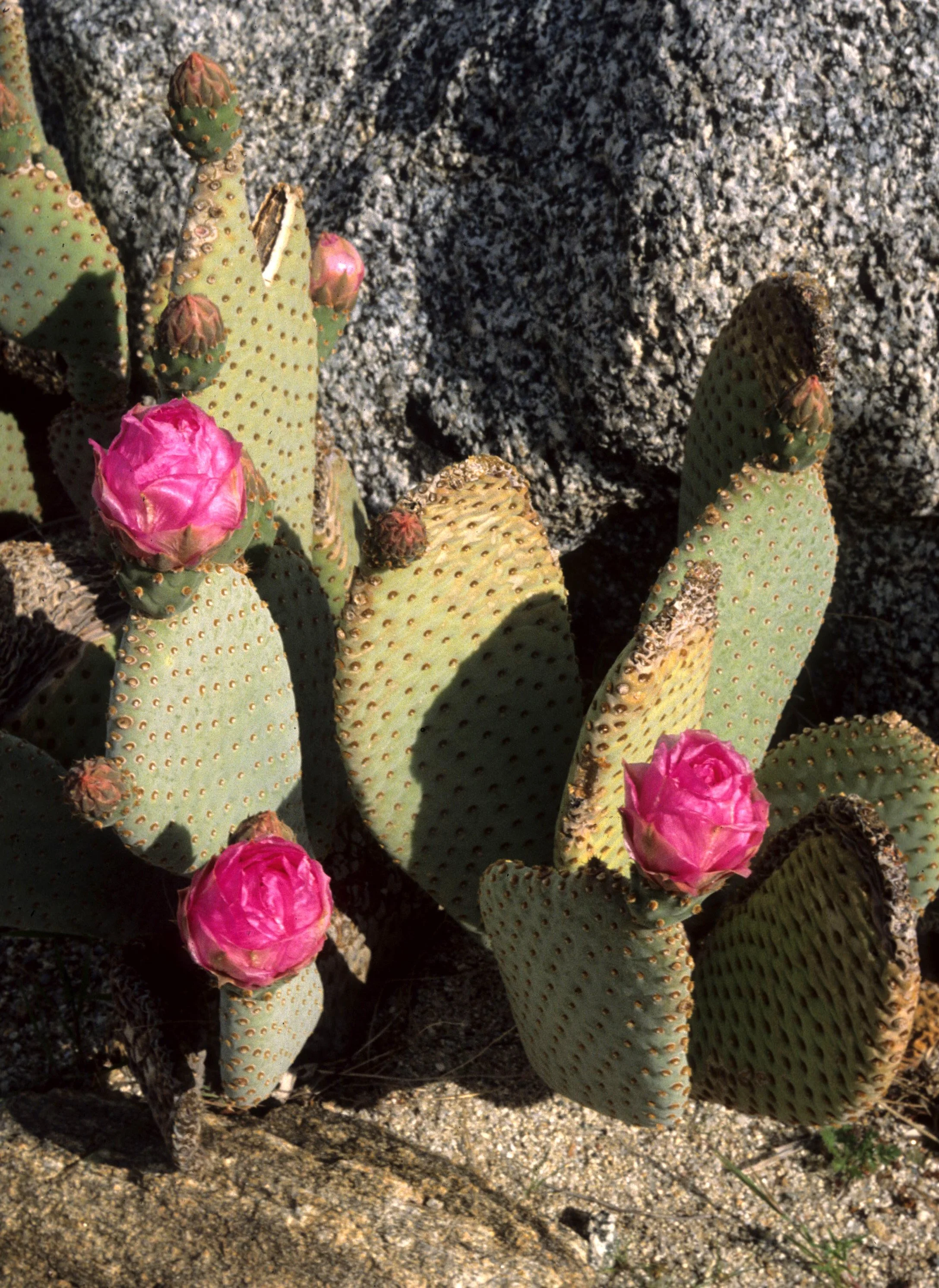 ANZA BORREGO - OPUNTIA BASILARIS IN BLOOM.jpg