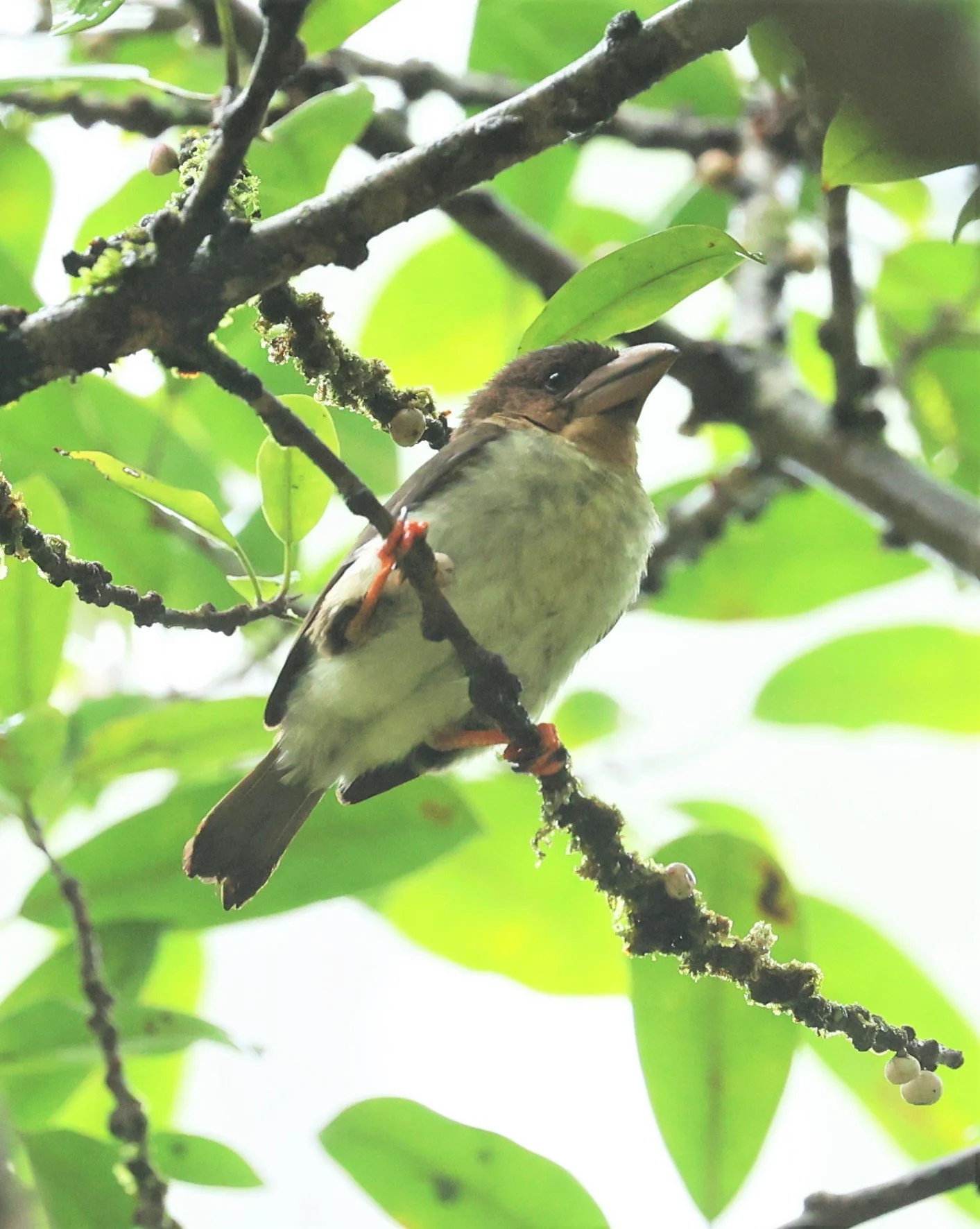 BARBET - BROWN BARBET - Caloramphus fuliginosus - HALA BALA WILDLIFE SANCTUARY APRIL 2022 (11).jpg