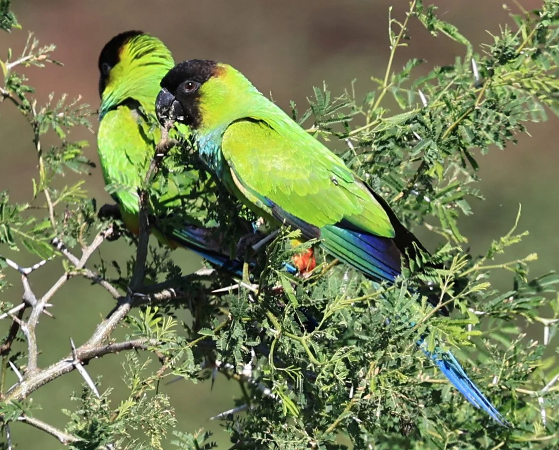 Nanday or Black-hooded Parakeet (Aratinga nenday) Wetlands along Road between Pozo Colorado & Asuncion (26).jpg