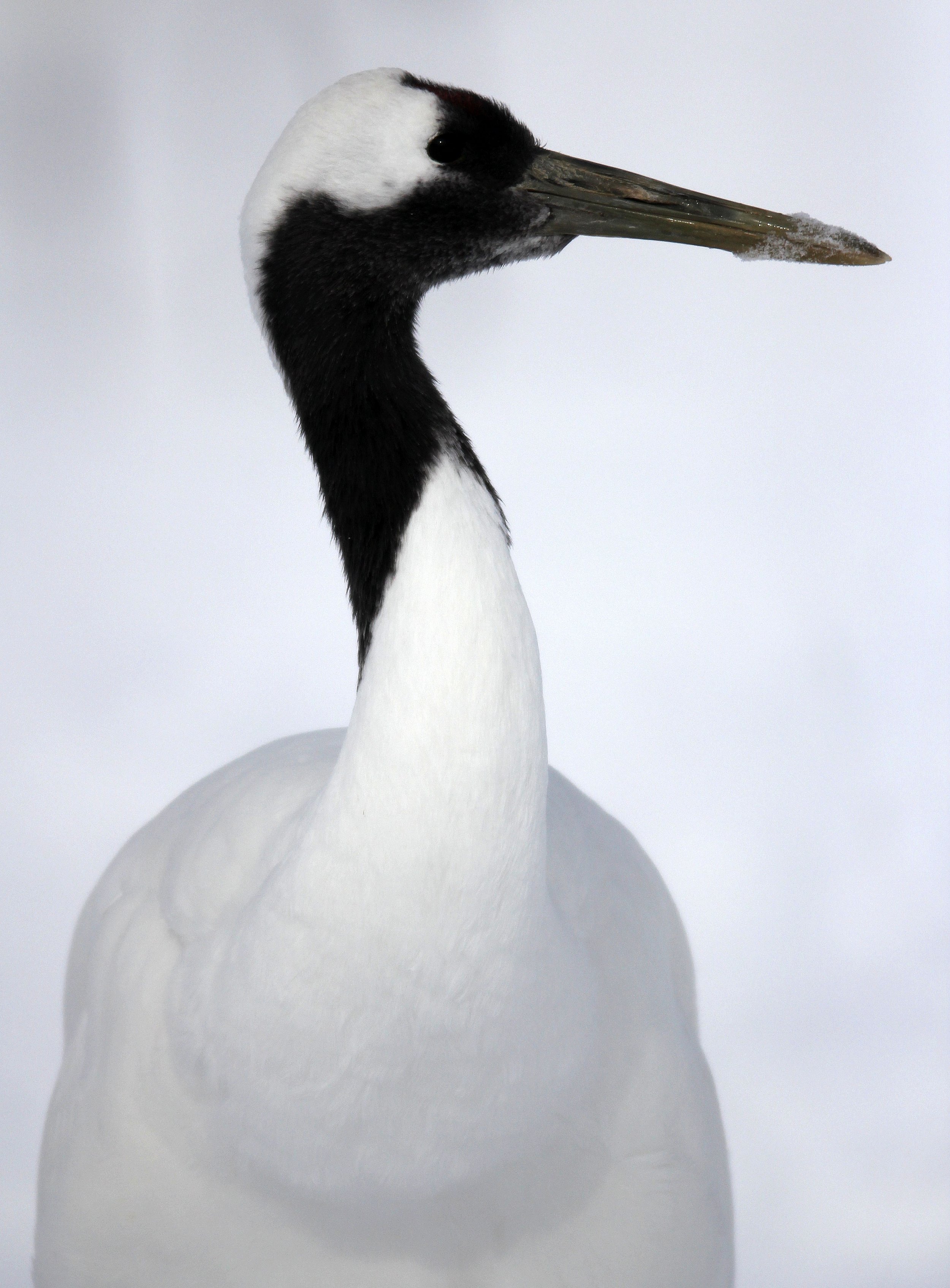 BIRD - CRANE - JAPANESE RED-CROWN CRANE - TSURUI CRANE CENTER - HOKKAIDO JAPAN (171).JPG