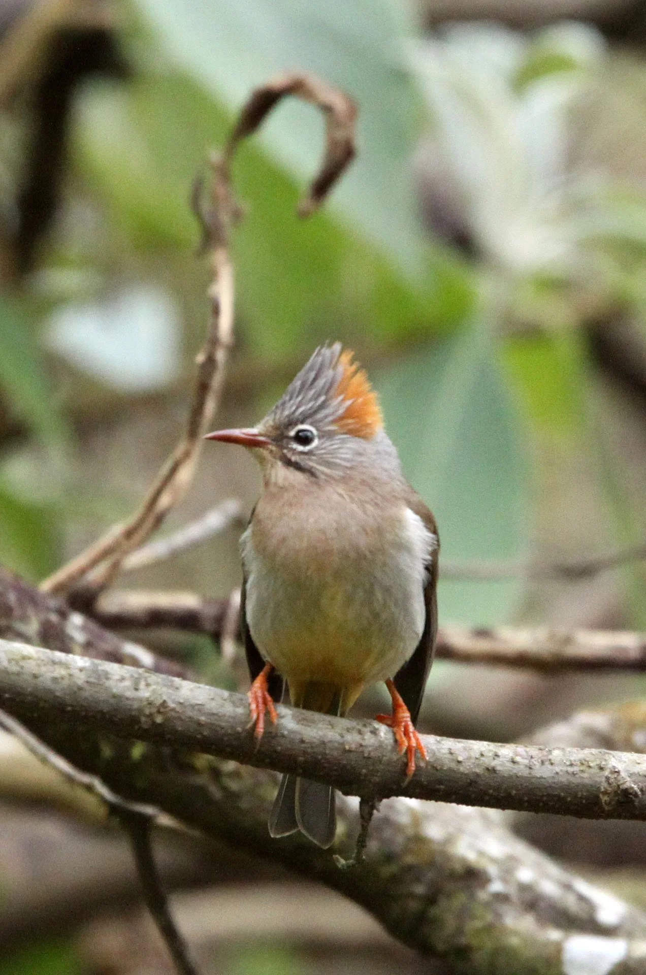 Rufous-vented Yuhina (Yuhina occipitalis) Wuliangshan Reserve, Yunnan China (14).JPG