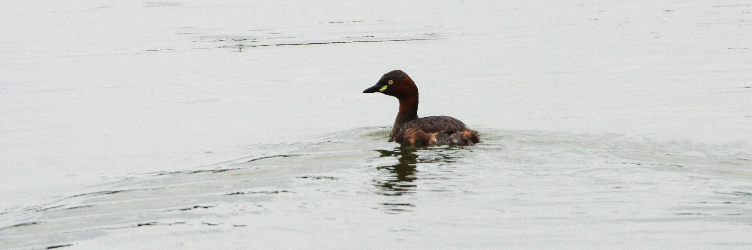 Little Grebe (Tachybaptus ruficollis) Nakhon Si Thammarat Wetlands (5).JPG