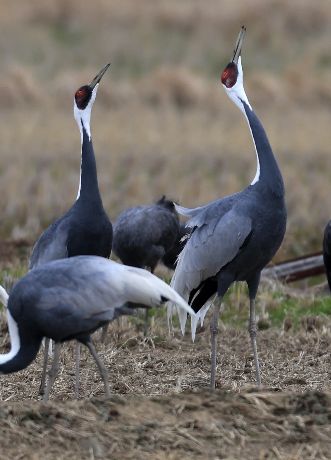 White-naped Crane (Antigone vipio) Izumi Crane Park & Center, Izumi Kagoshima Kyushu Japan (405).jpg
