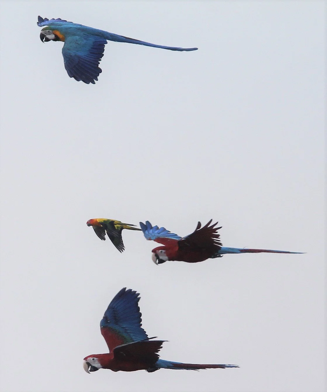 BIRD - MACAW - SCARLET MACAW - PAK NAM THAILAND M.jpg