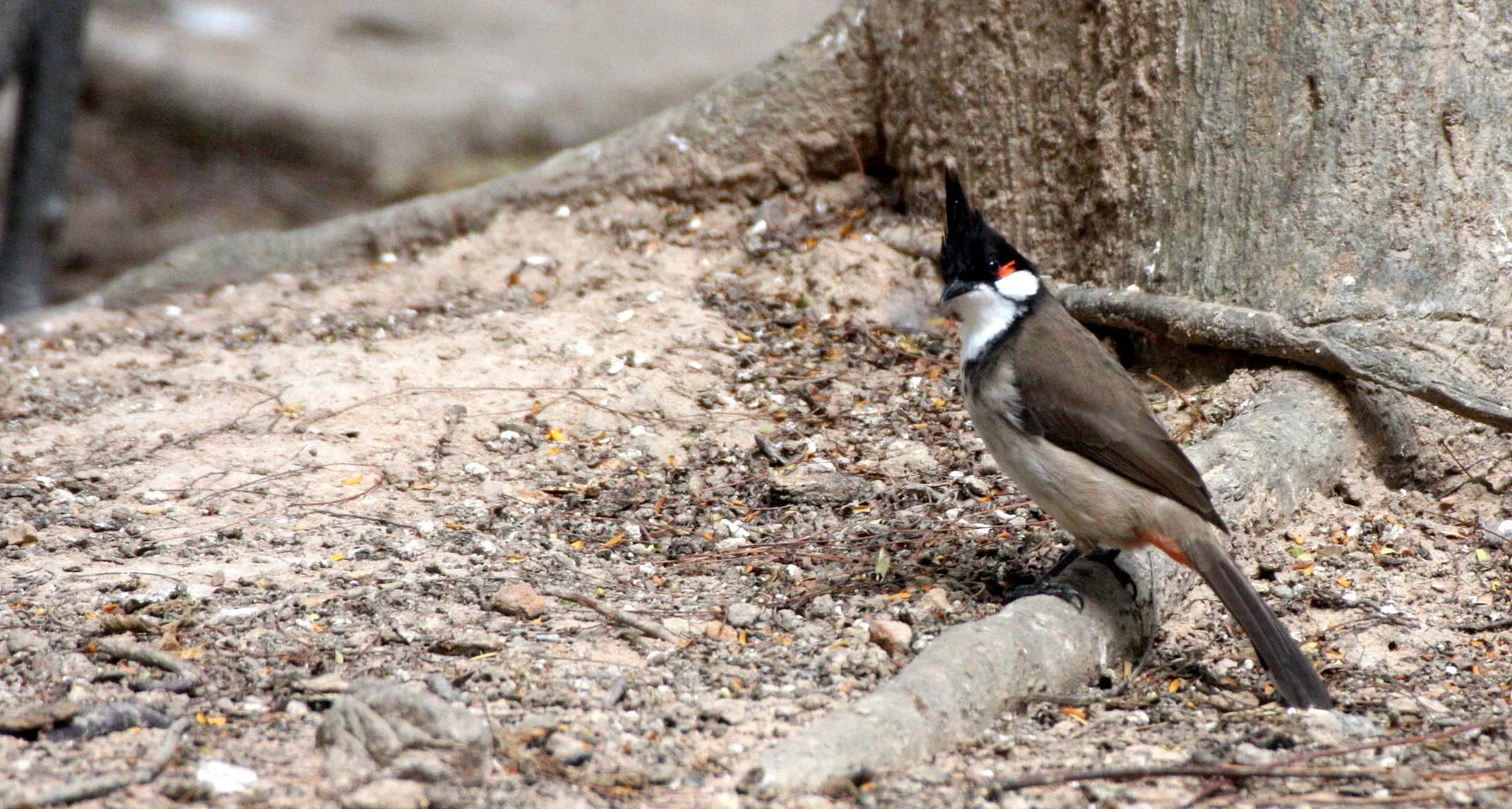 BULBUL - RED-WHISKERED BULBUL - Pycnonotus jocosus - CHIANG MAI THAILAND (2).JPG