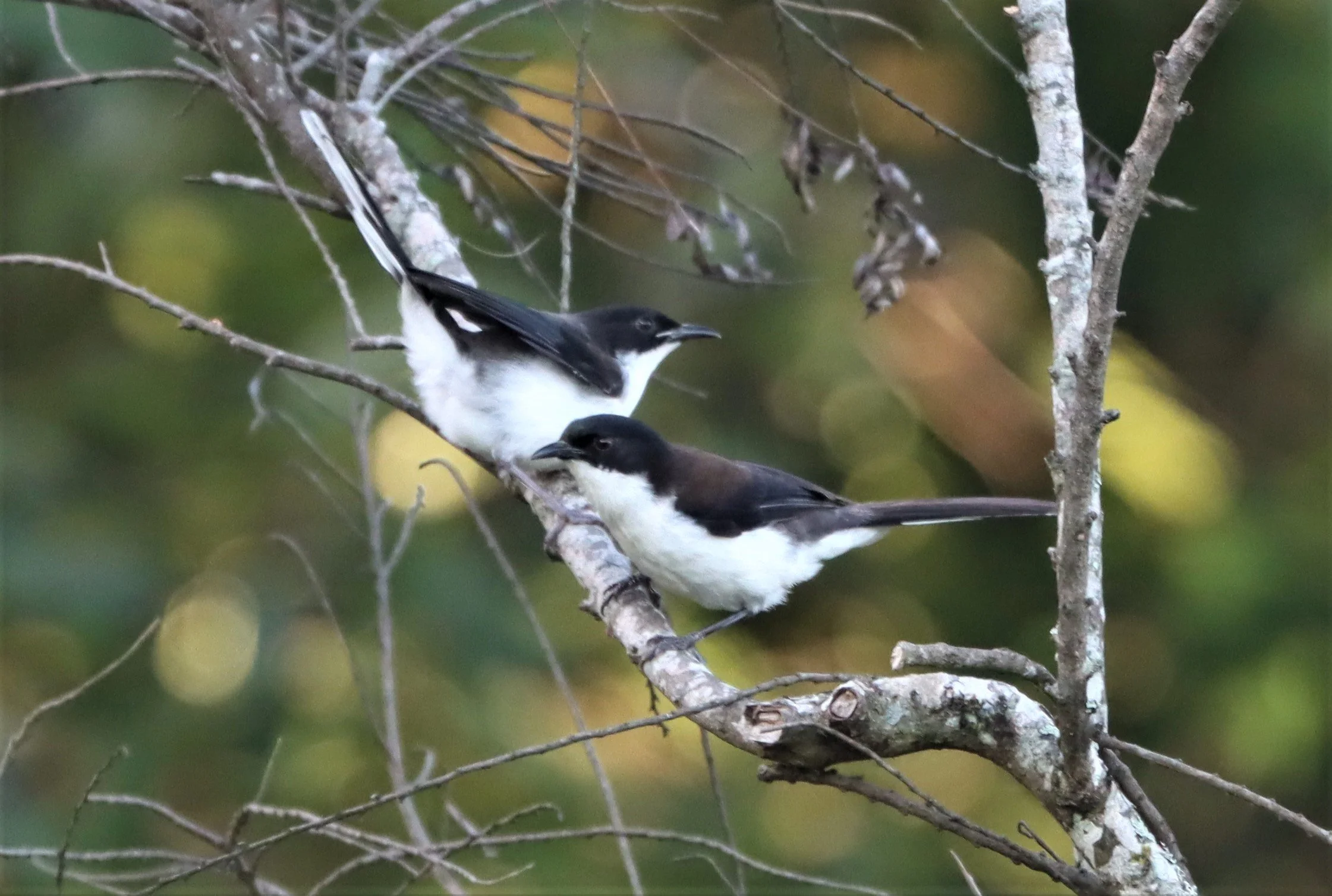 SIBIA - DARK-BACKED SIBIA - Heterophasia melanoleuca - DOI ANG KANG CHIANG MAI (9).jpg