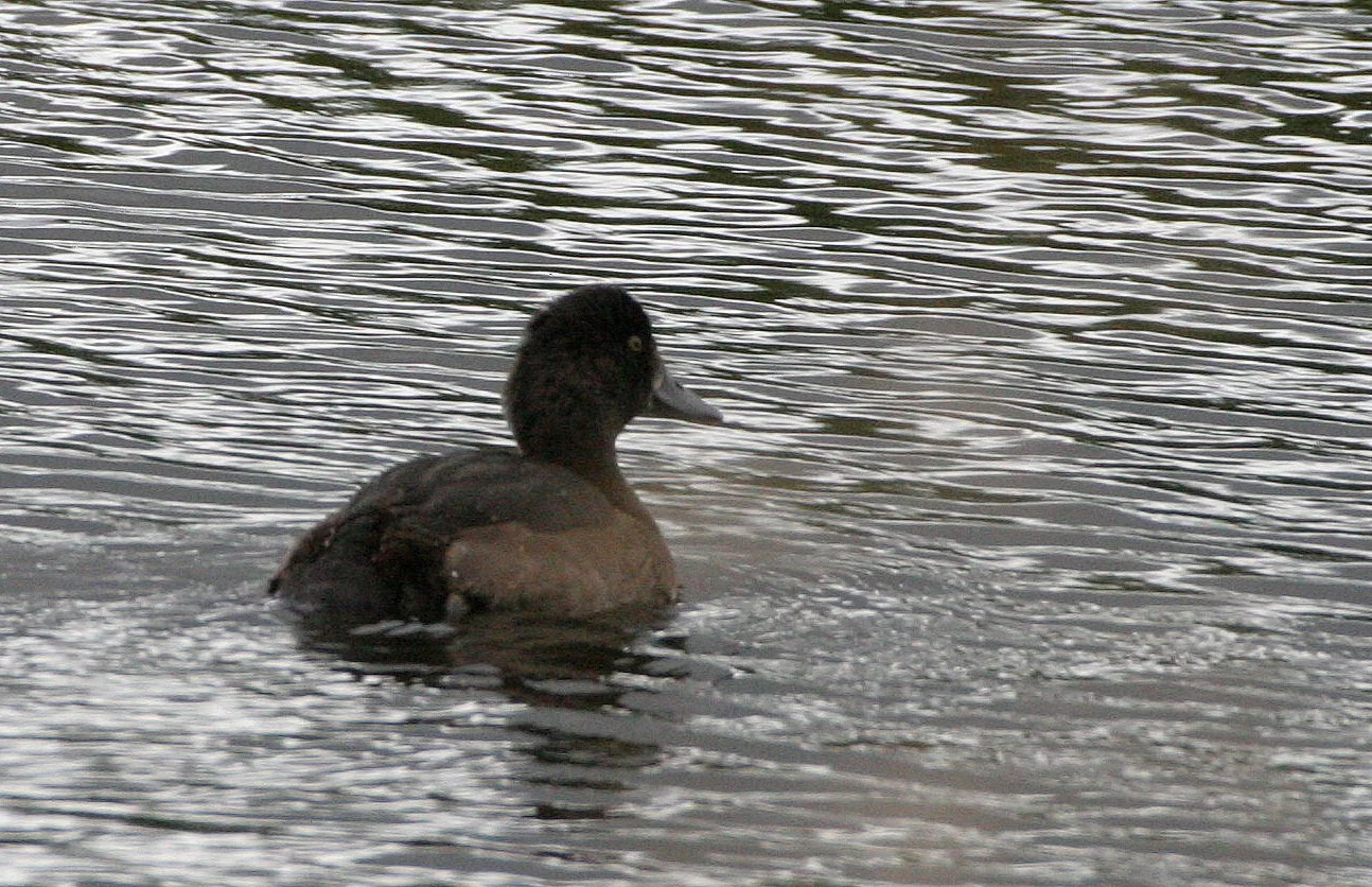 BIRD - DUCK - FERRUGINOUS DUCK - IN POND IN LAPLAND SWEDEN (8).jpg