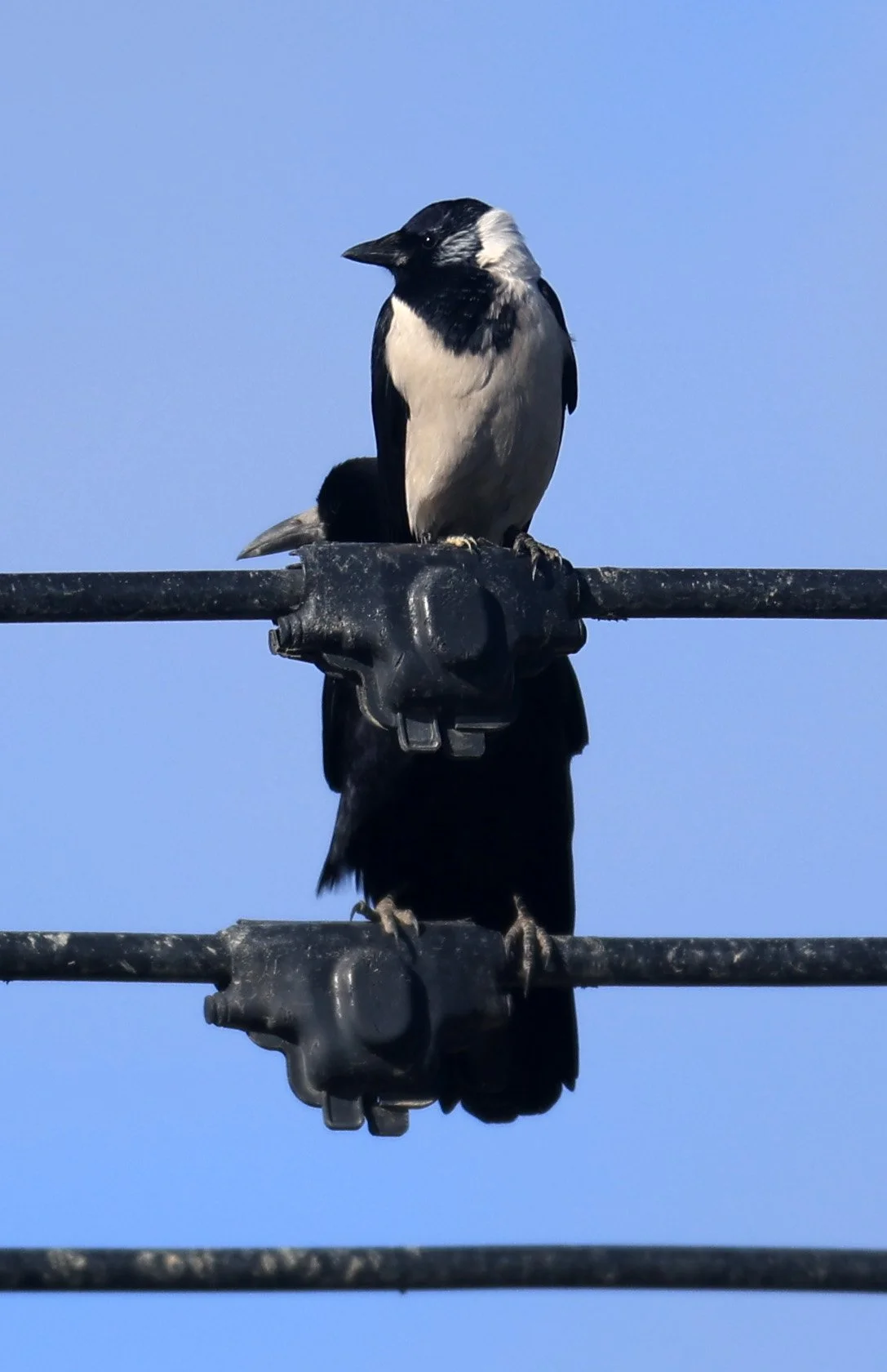 Daurian Jackdaw (Coloeus dauuricus) & Eastern Rook - Izumi Crane Center and Fields Izumi Kagoshima Japan (1).jpg