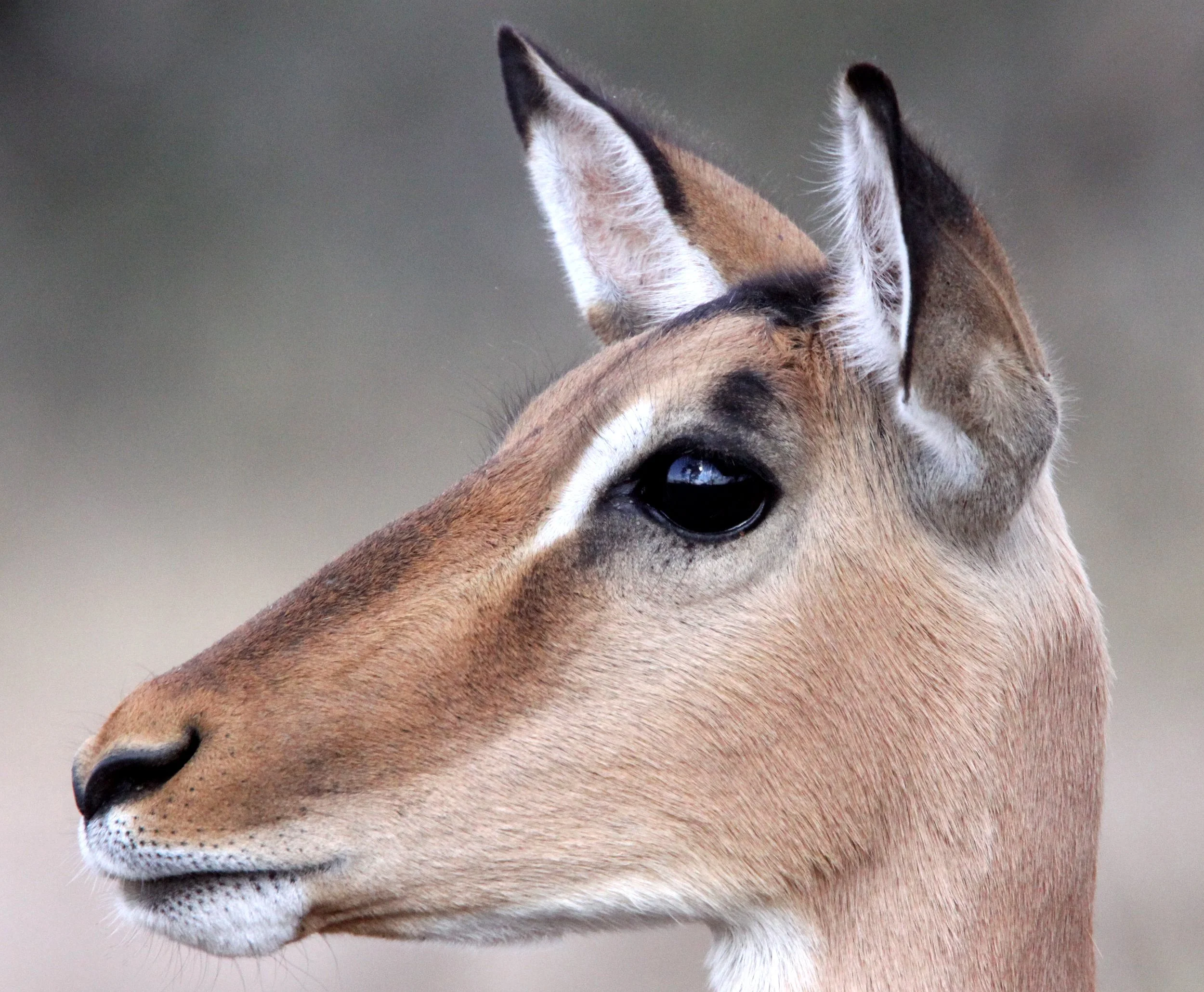 IMPALA - COMMON IMPALA - Aepyceros melampus - IMFOLOZI NATIONAL PARK SOUTH AFRICA (17).JPG