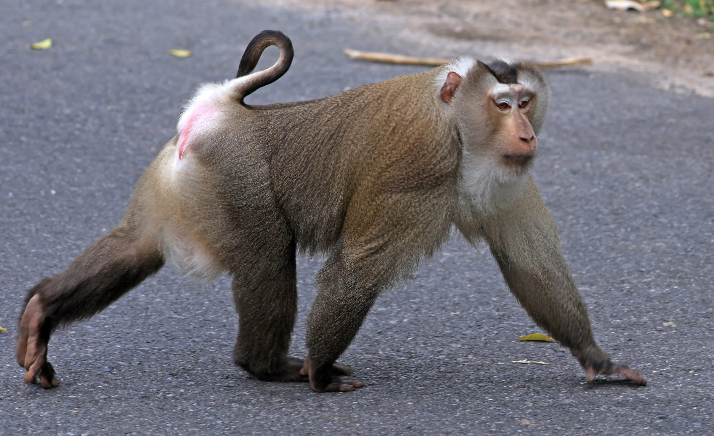 Northern Pig-tailed Macaque (Macaca leonina) Khao Yai National Park Feb 2026 Day 3 (11).jpg