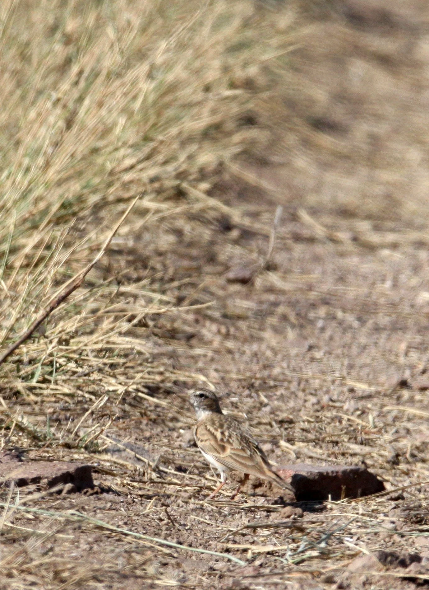 Paddyfield Pipit (Anthus rufulus) BLACKBUCK NATIONAL PARK INDIA (1).JPG