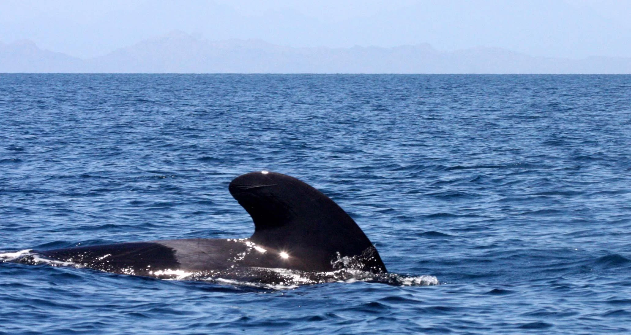 Globicephala macrorhynchus - SHORT-FINNED PILOT WHALE - ISLA CATALINA BAJA MEXICO - BAHIA LORETO (20).JPG