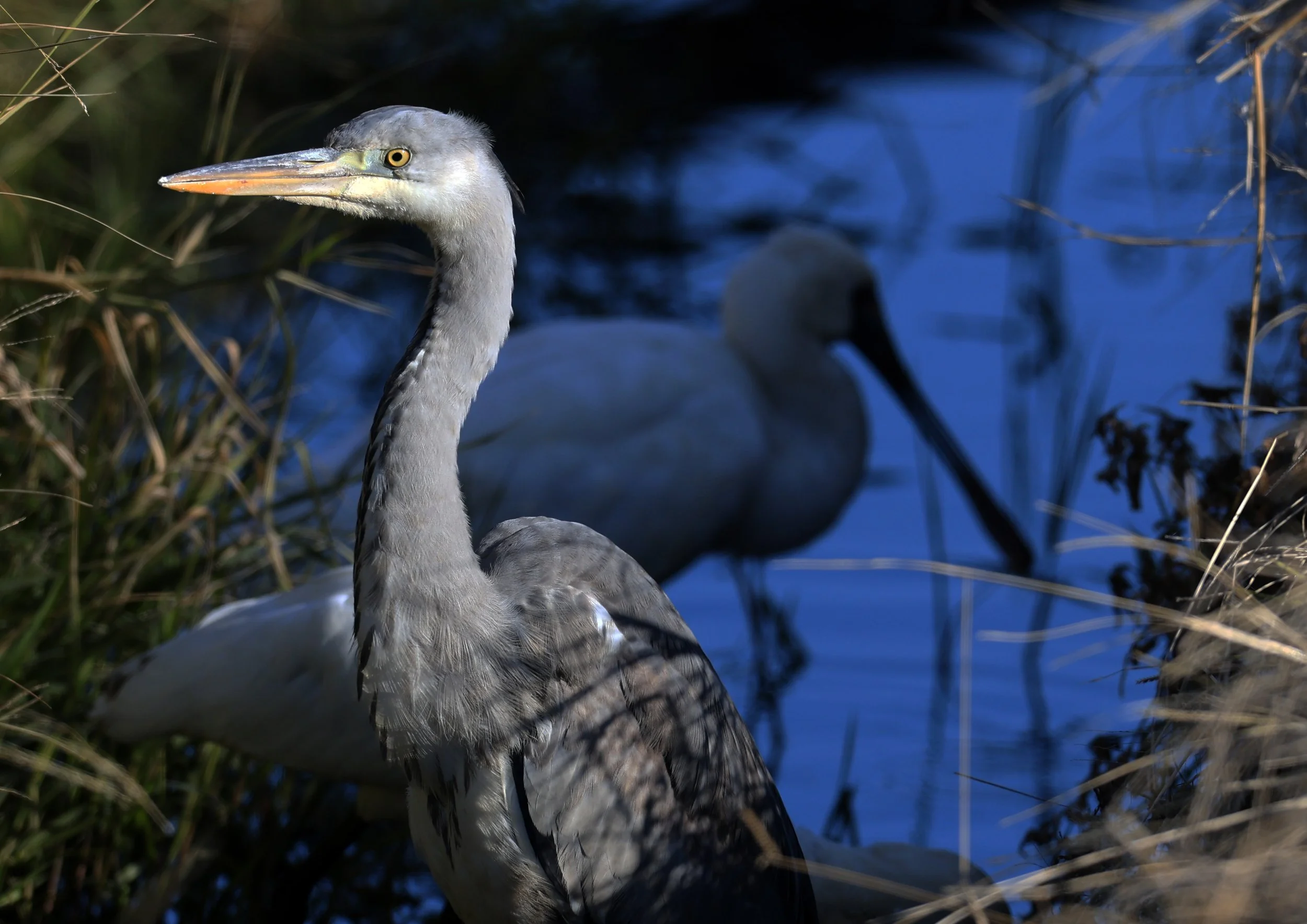 Grey Heron (Ardea cinerea) Izumi Crane Center and Fields Izumi Kagoshima Japan (14).jpg